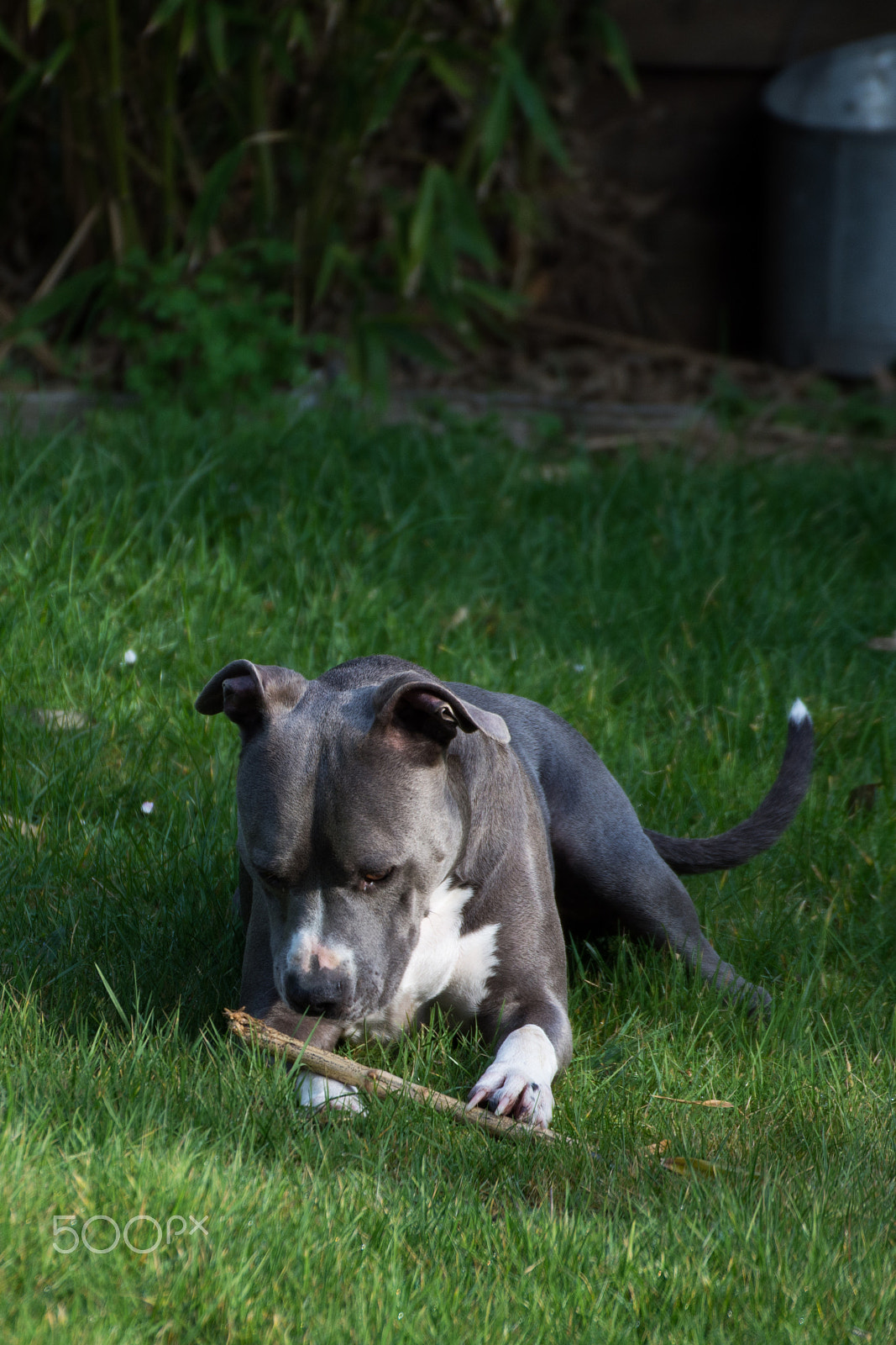 Nikon D7200 sample photo. Pet photography