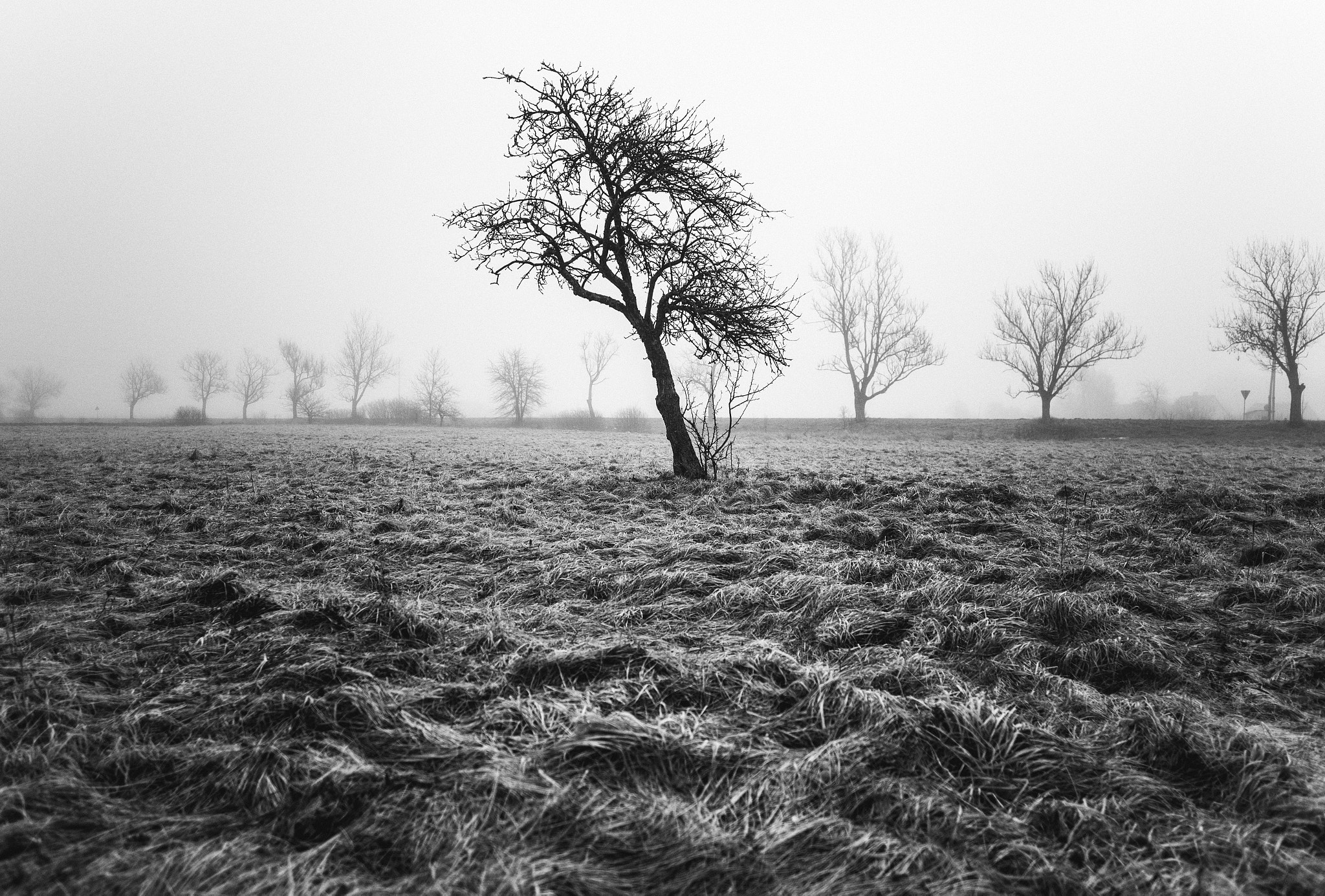 Canon EF 24mm F2.8 IS USM sample photo. Garden of eden in winter ii photography
