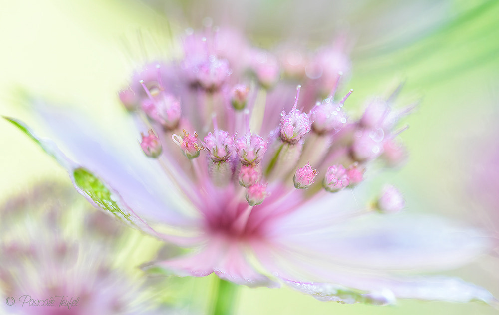 Sigma 150mm F2.8 EX DG Macro HSM sample photo. I dream my painting and then paint my dream photography