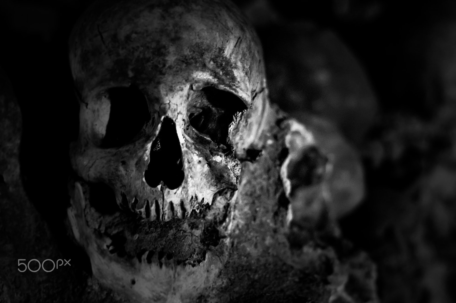 Sony SLT-A58 sample photo. Skull photography