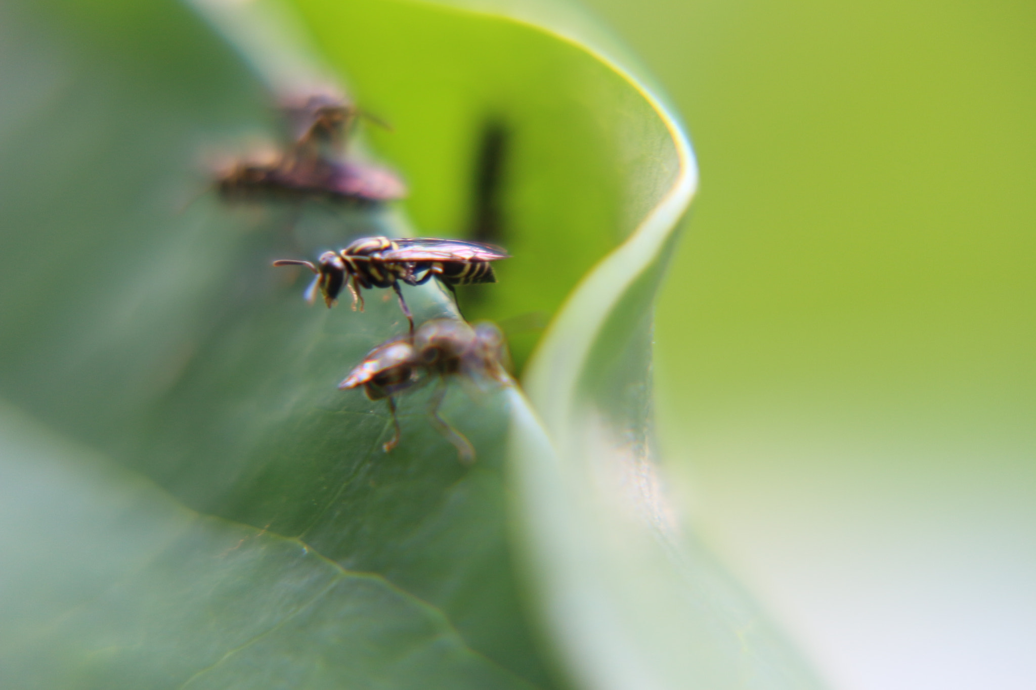 Canon EF-S 55-250mm F4-5.6 IS II sample photo. Wasp photography