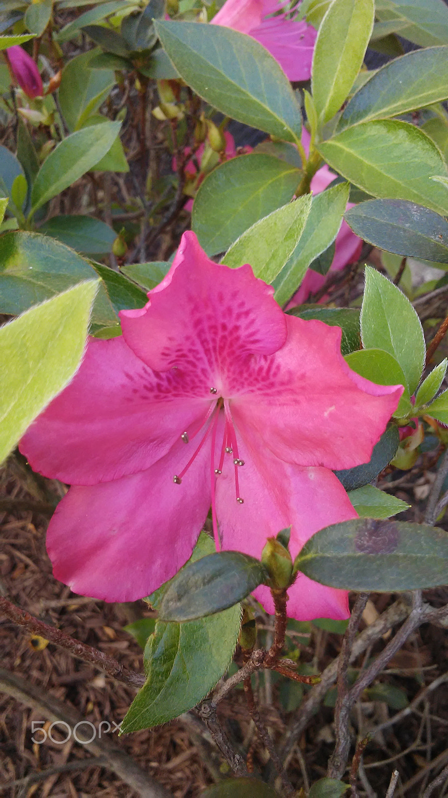 LG K10 sample photo. Flowers-february 20th 2017 florida photography