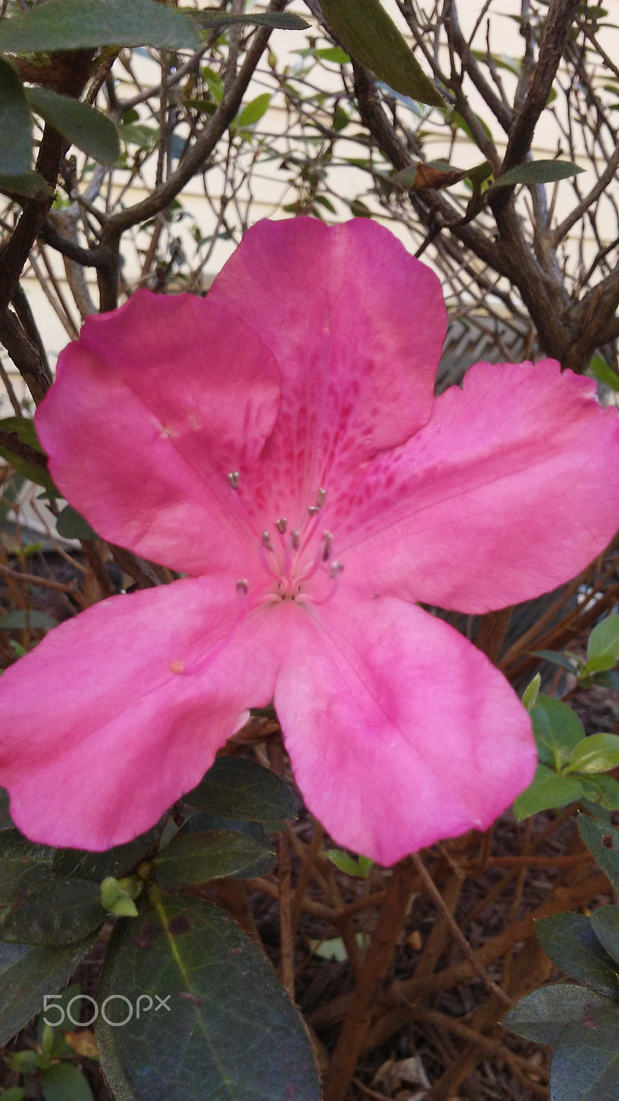 LG K10 sample photo. Flowers-february 20th 2017 florida photography