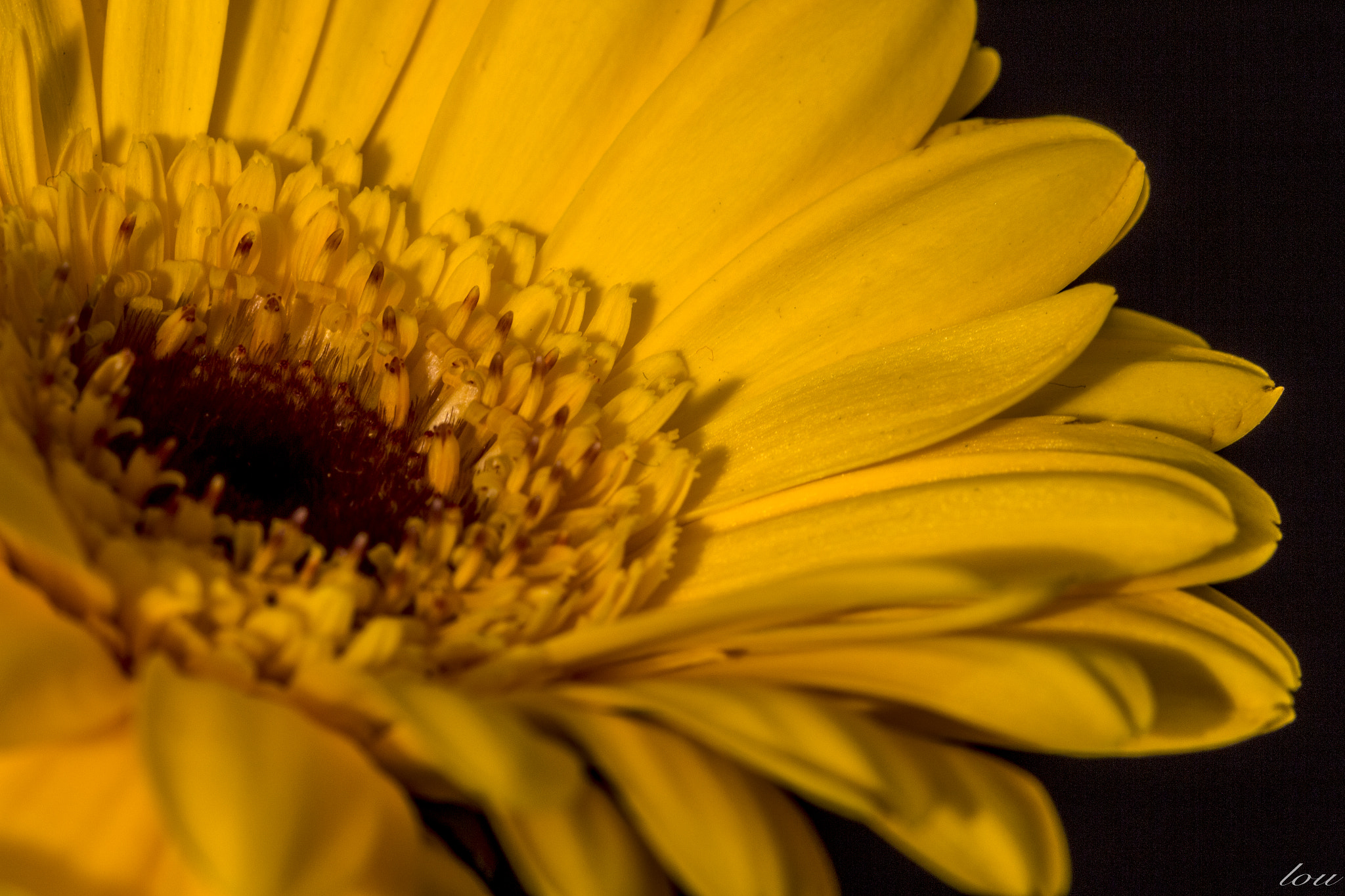 Canon EF 100mm F2.8 Macro USM sample photo. Yellow gerbera photography