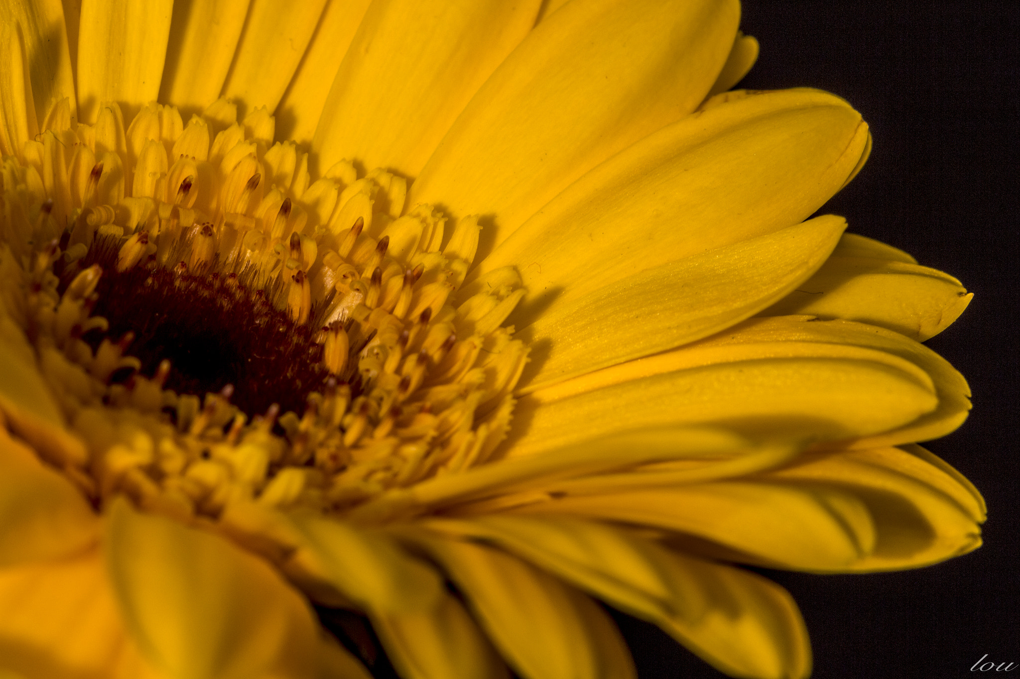 Canon EOS 700D (EOS Rebel T5i / EOS Kiss X7i) sample photo. Yellow gerbera photography