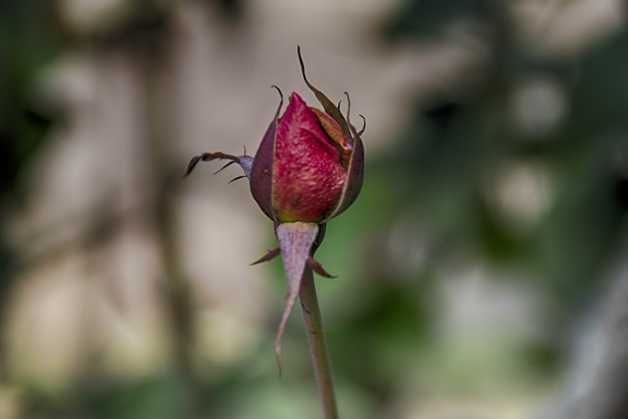 Nikon D3300 + Tamron AF 18-200mm F3.5-6.3 XR Di II LD Aspherical (IF) Macro sample photo. The first rose ready to bloom photography