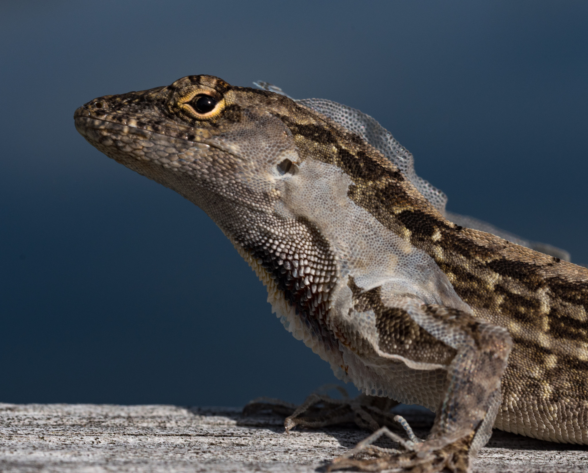 Olympus M.Zuiko Digital ED 60mm F2.8 Macro sample photo. Friendly monsters photography