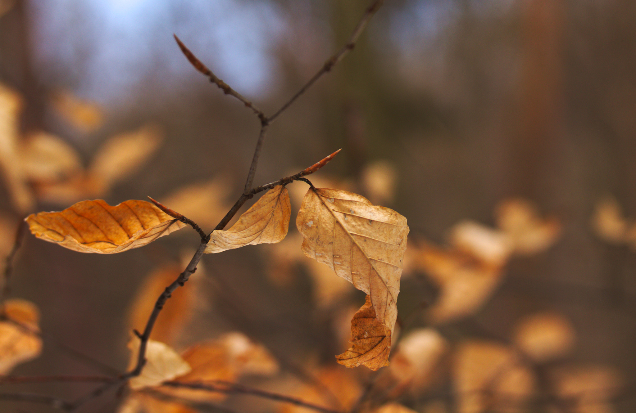 Canon EF-S 60mm F2.8 Macro USM sample photo. Leaf photography