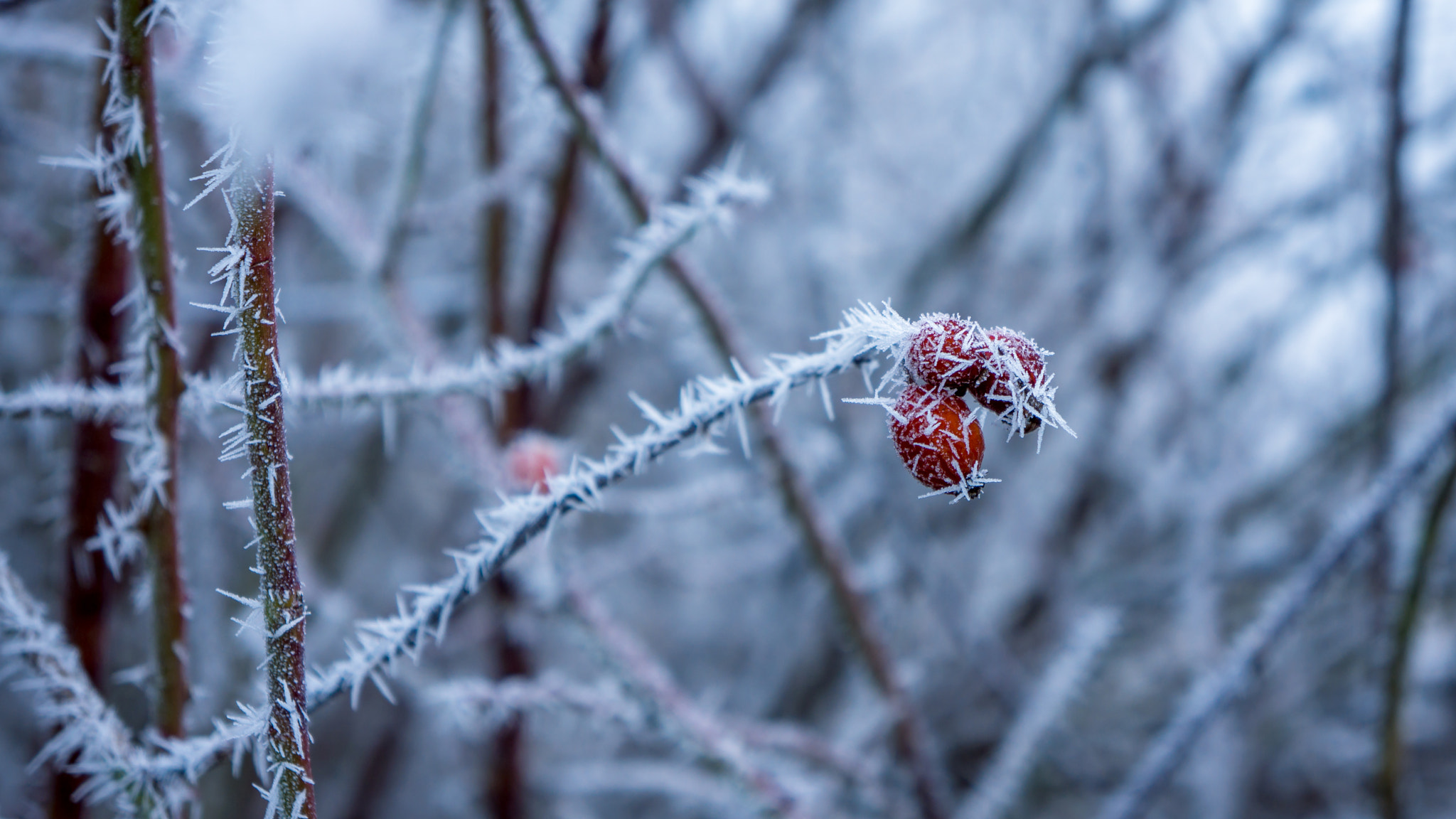 Sony Alpha NEX-7 + Sony E 18-55mm F3.5-5.6 OSS sample photo. Icy spikes 2 photography