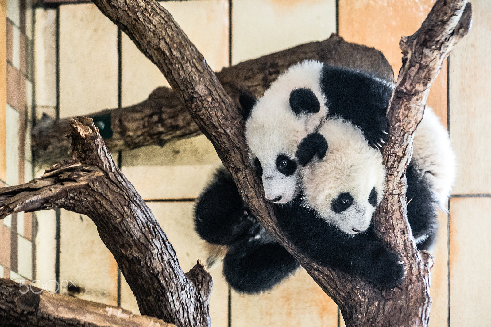 Nikon AF-S Nikkor 70-200mm F4G ED VR sample photo. Panda twins photography