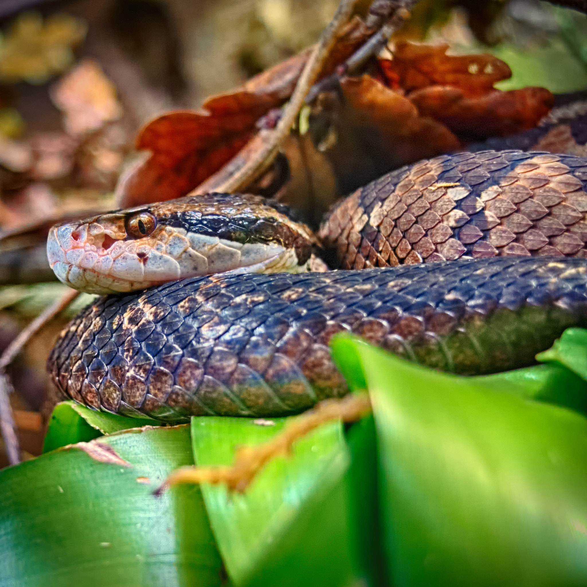 Built-in lens sample photo. Snake photography