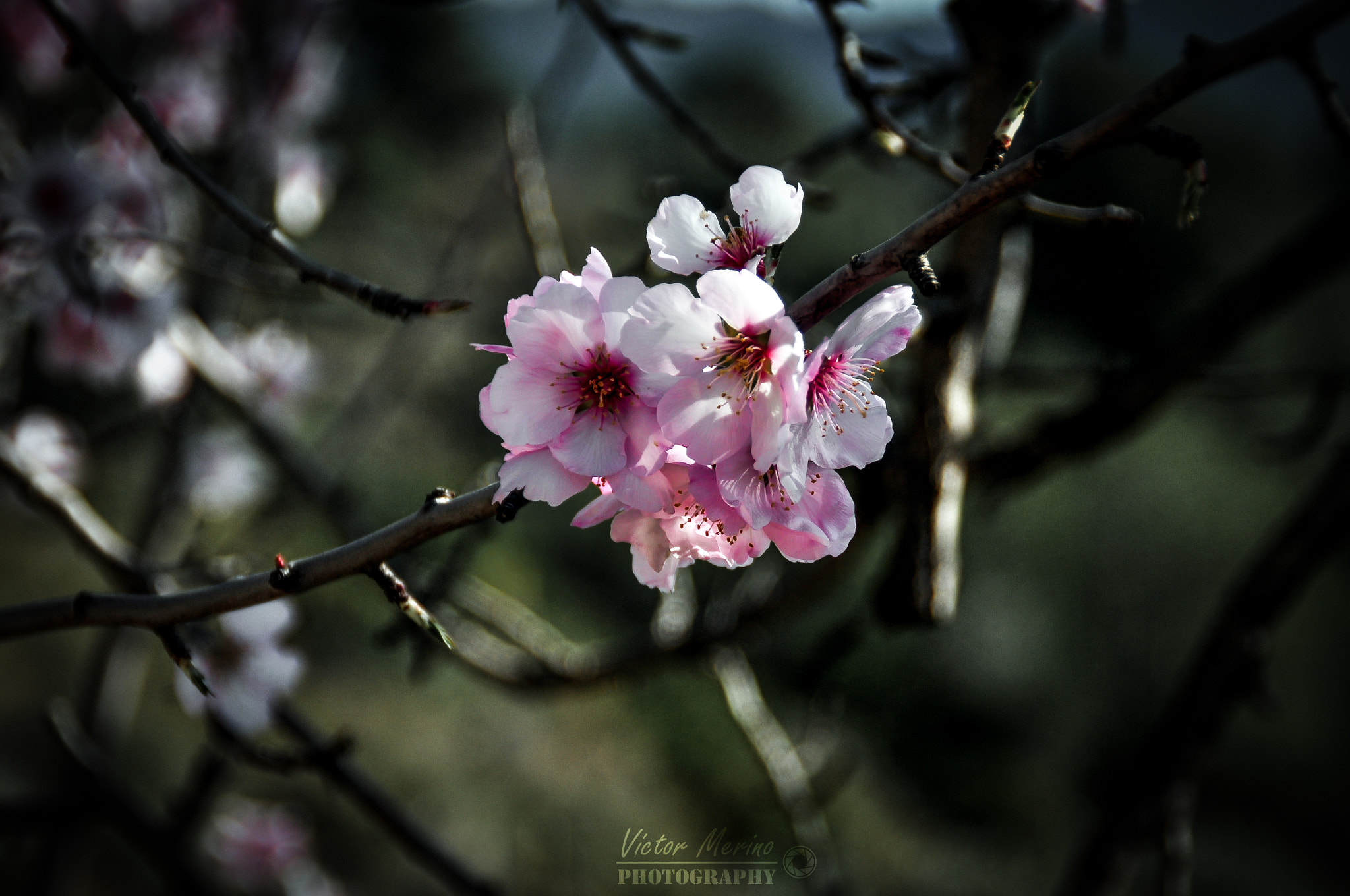 Nikon D5000 sample photo. Flowers photography