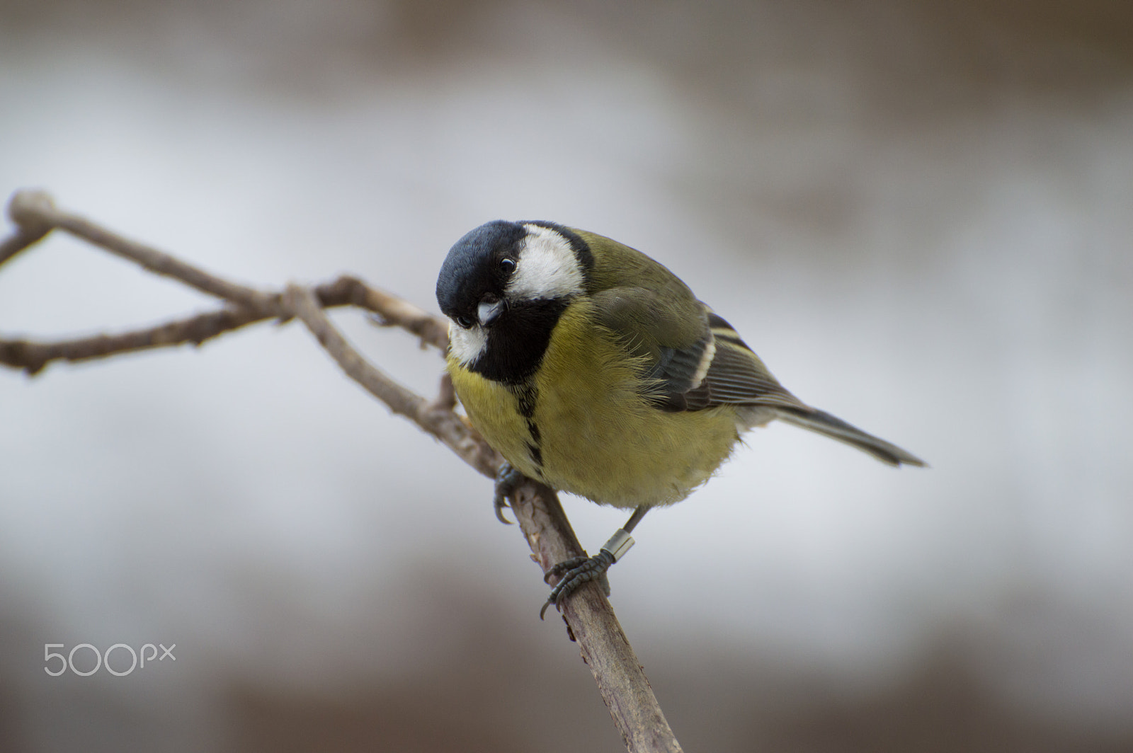 Nikon D3200 sample photo. Great tit photography