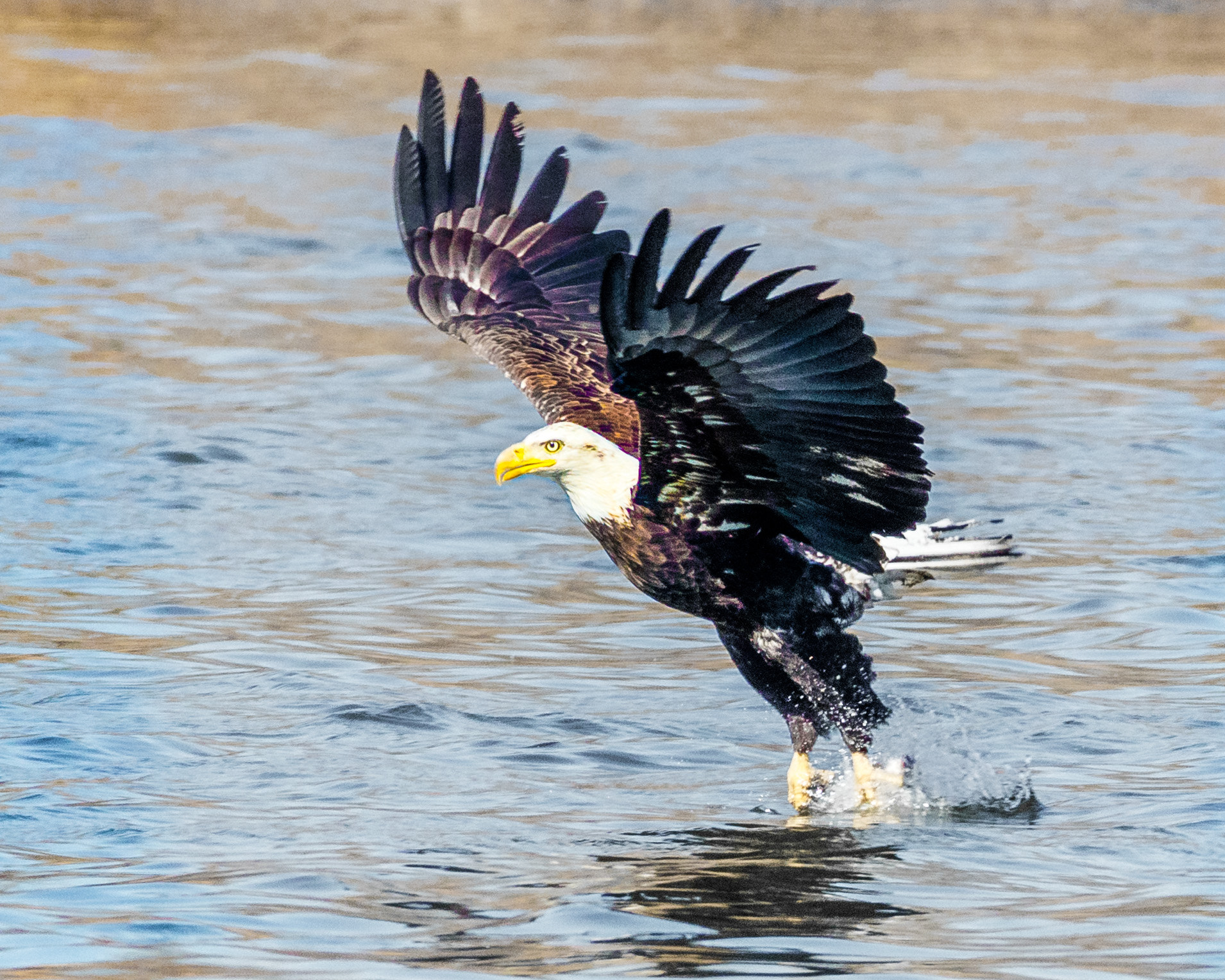 Canon EOS 5DS R + 150-600mm F5-6.3 DG OS HSM | Contemporary 015 sample photo. Gone fishing photography