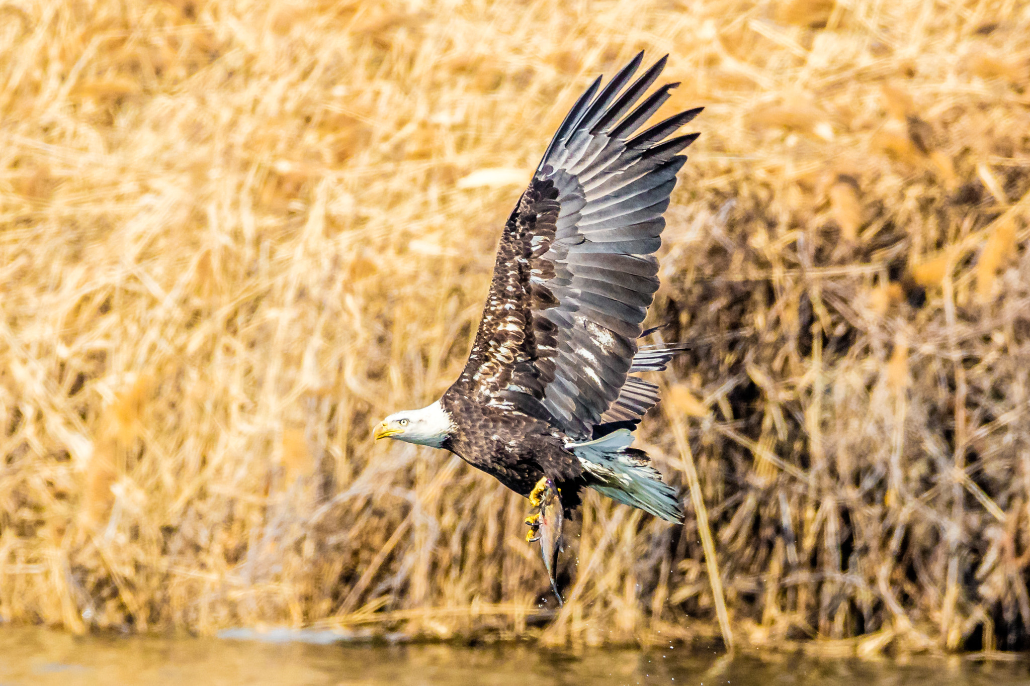 150-600mm F5-6.3 DG OS HSM | Contemporary 015 sample photo. Lunch time! photography