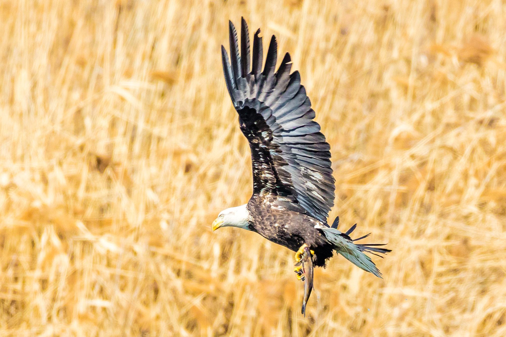 150-600mm F5-6.3 DG OS HSM | Contemporary 015 sample photo. Fresh fish photography