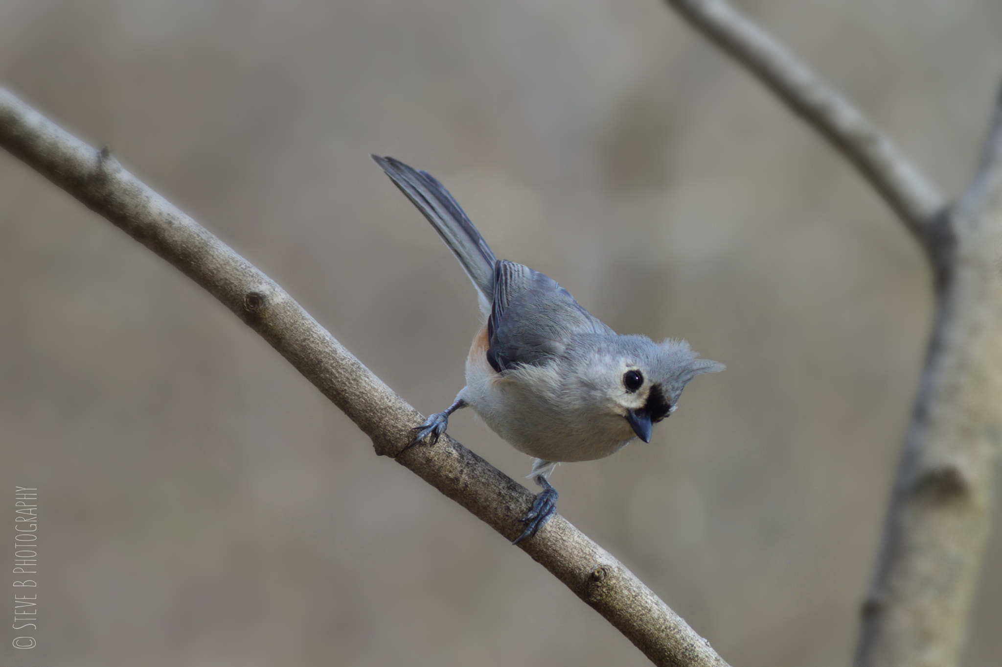 Nikon D3200 sample photo. Tufted titmouse photography