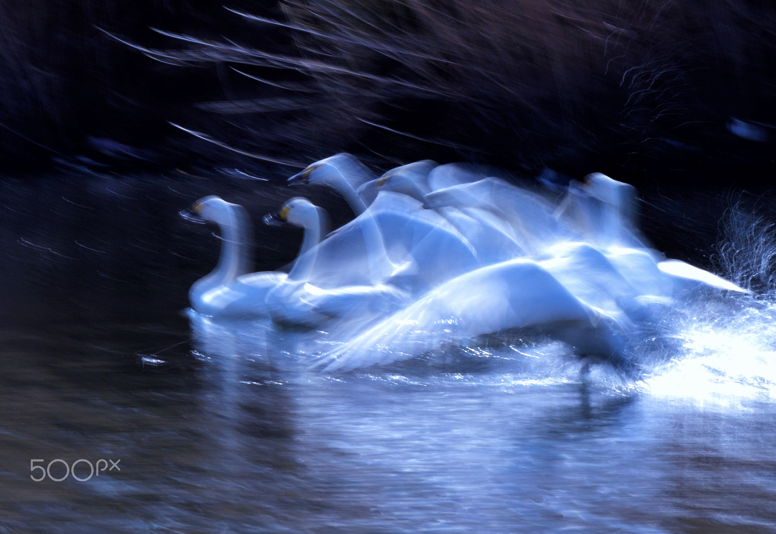 Nikon D500 sample photo. ファンタジックに photography