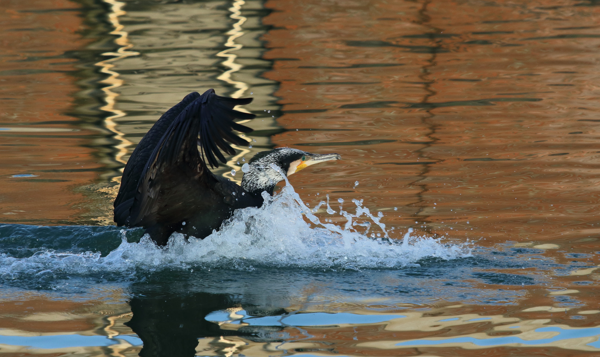 Canon EF 100-400mm F4.5-5.6L IS USM sample photo. Cormorano in atterraggio photography