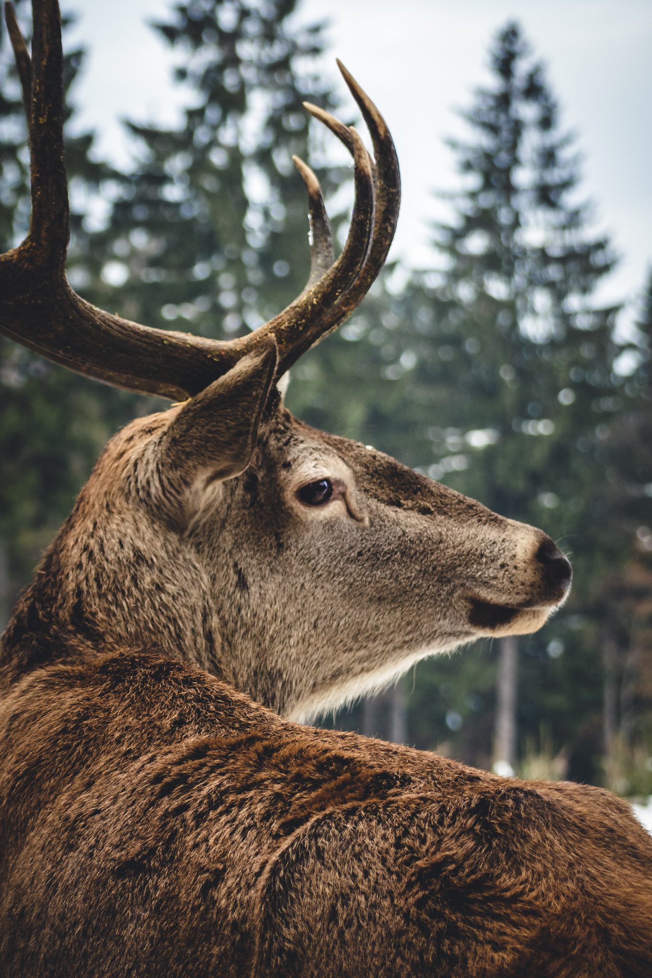 Tamron SP 35mm F1.8 Di VC USD sample photo. Deer photography