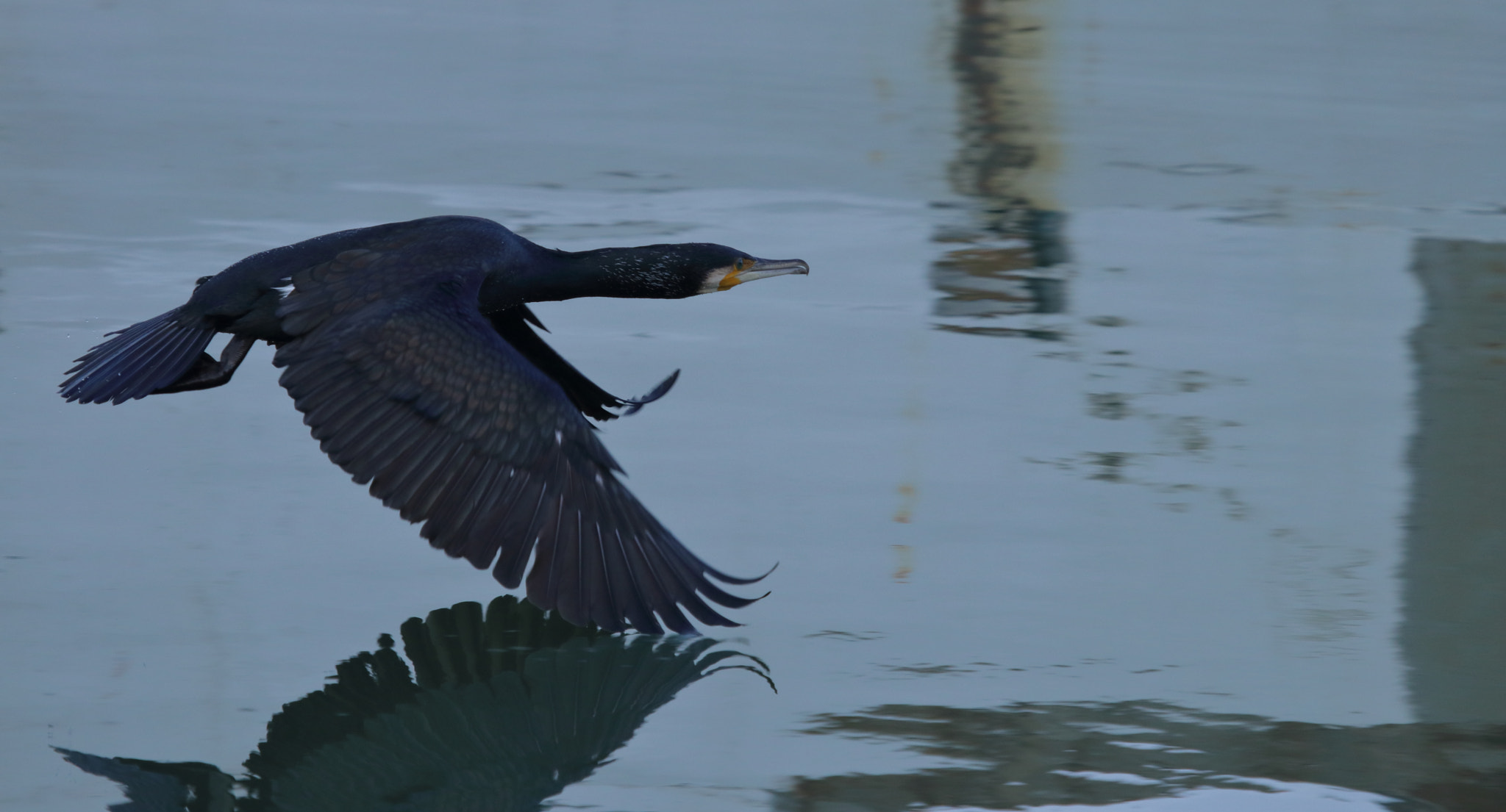 Canon EF 100-400mm F4.5-5.6L IS USM sample photo. Volo radente photography