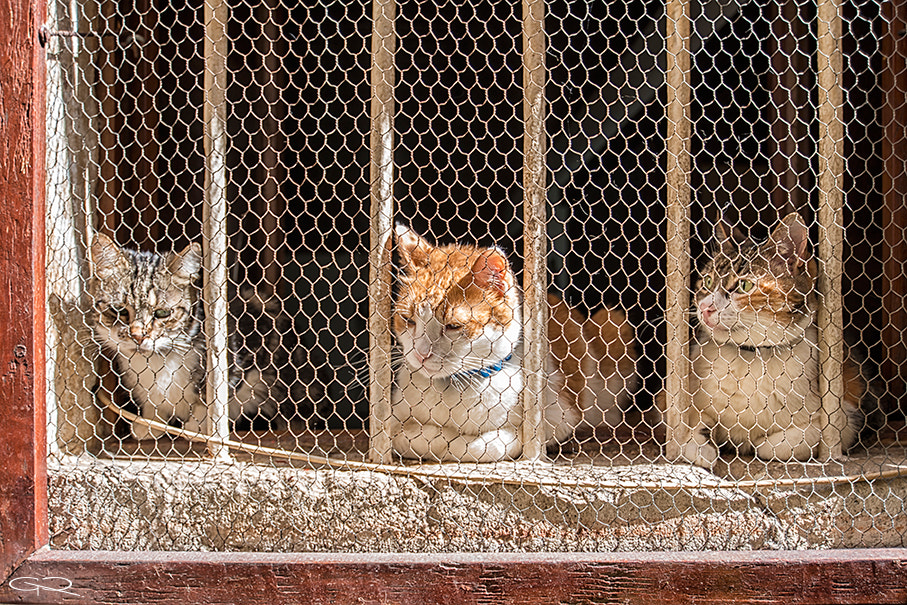 Nikon D800 sample photo. Tres gatos photography