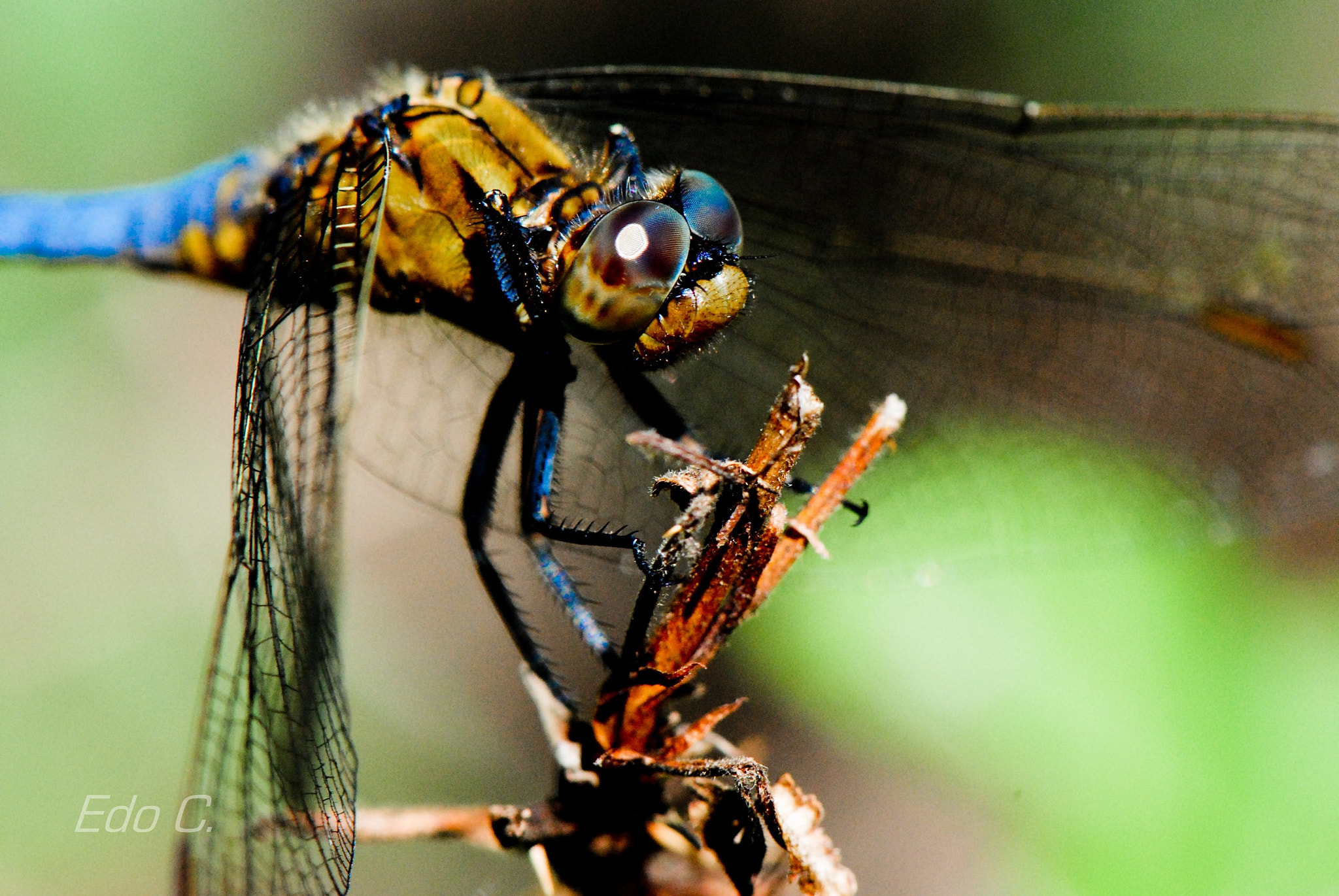 Nikon AF-S Micro-Nikkor 105mm F2.8G IF-ED VR sample photo. Good afternoon in a park next home. photography
