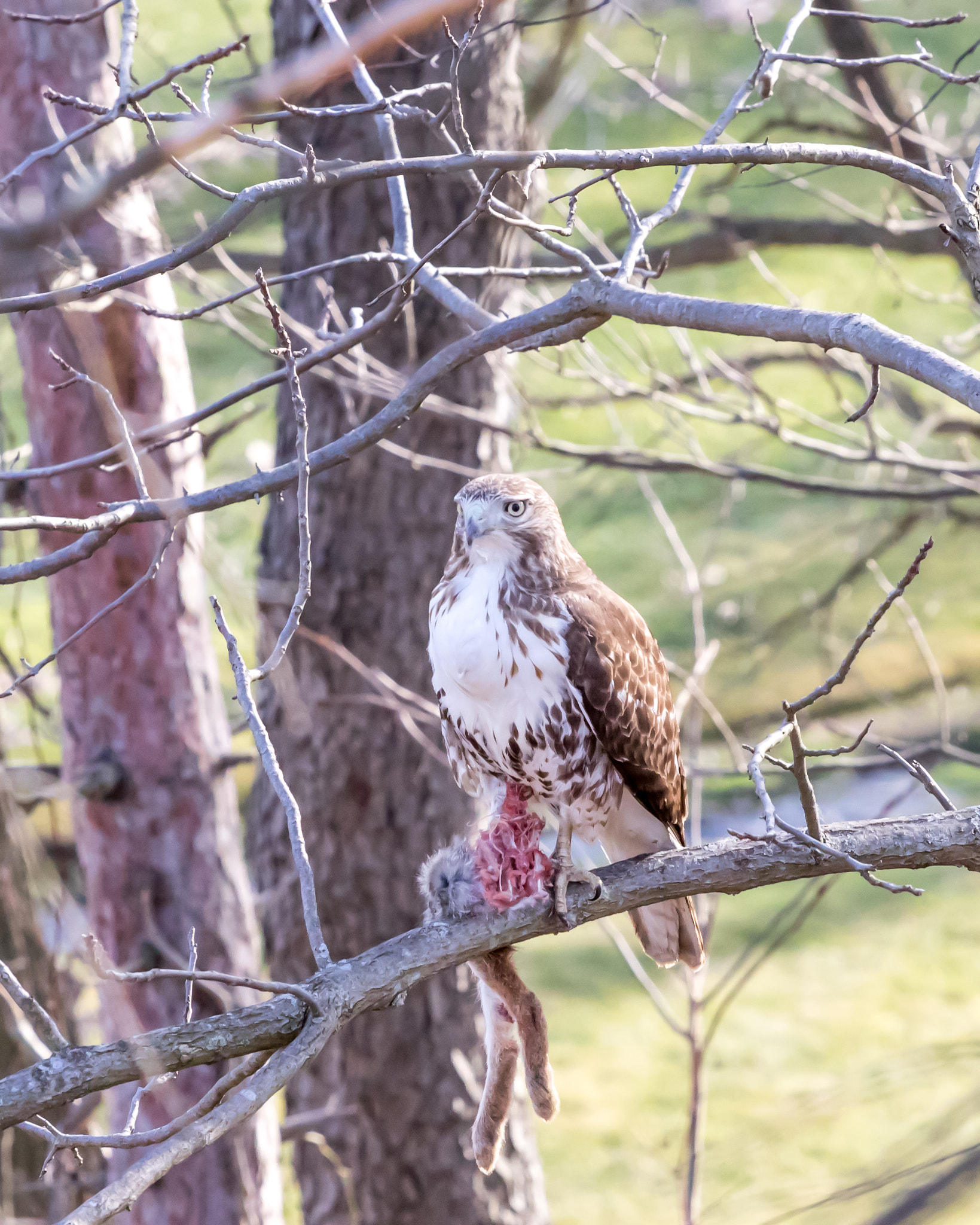 Canon EF 70-200mm F4L USM sample photo. Whole hawk, half rabbit photography