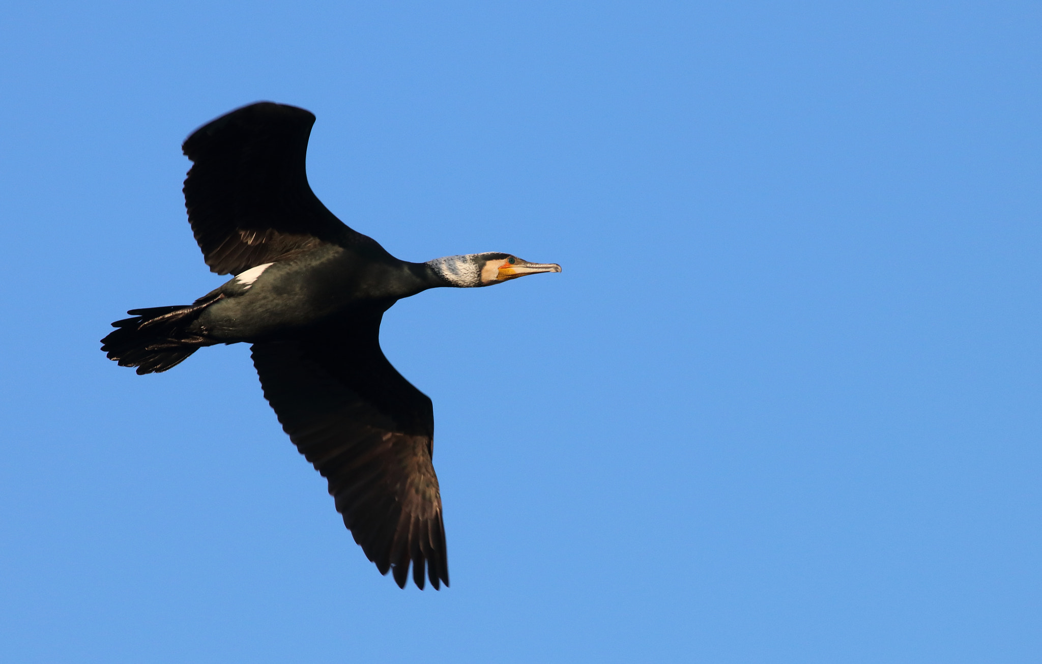 Canon EF 100-400mm F4.5-5.6L IS USM sample photo. Fly photography