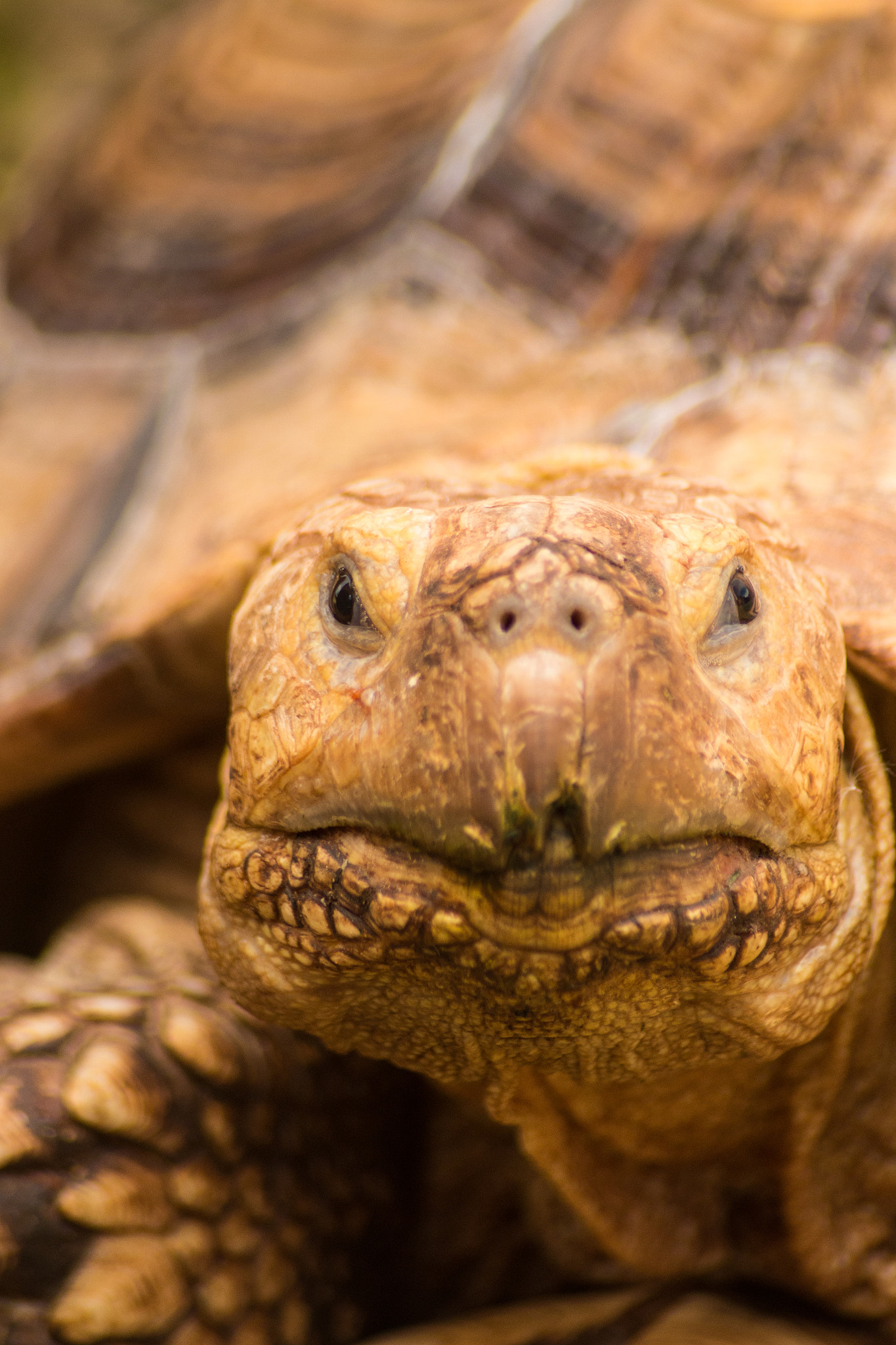 Sigma 70-300mm F4-5.6 APO DG Macro sample photo. Tortoise photography