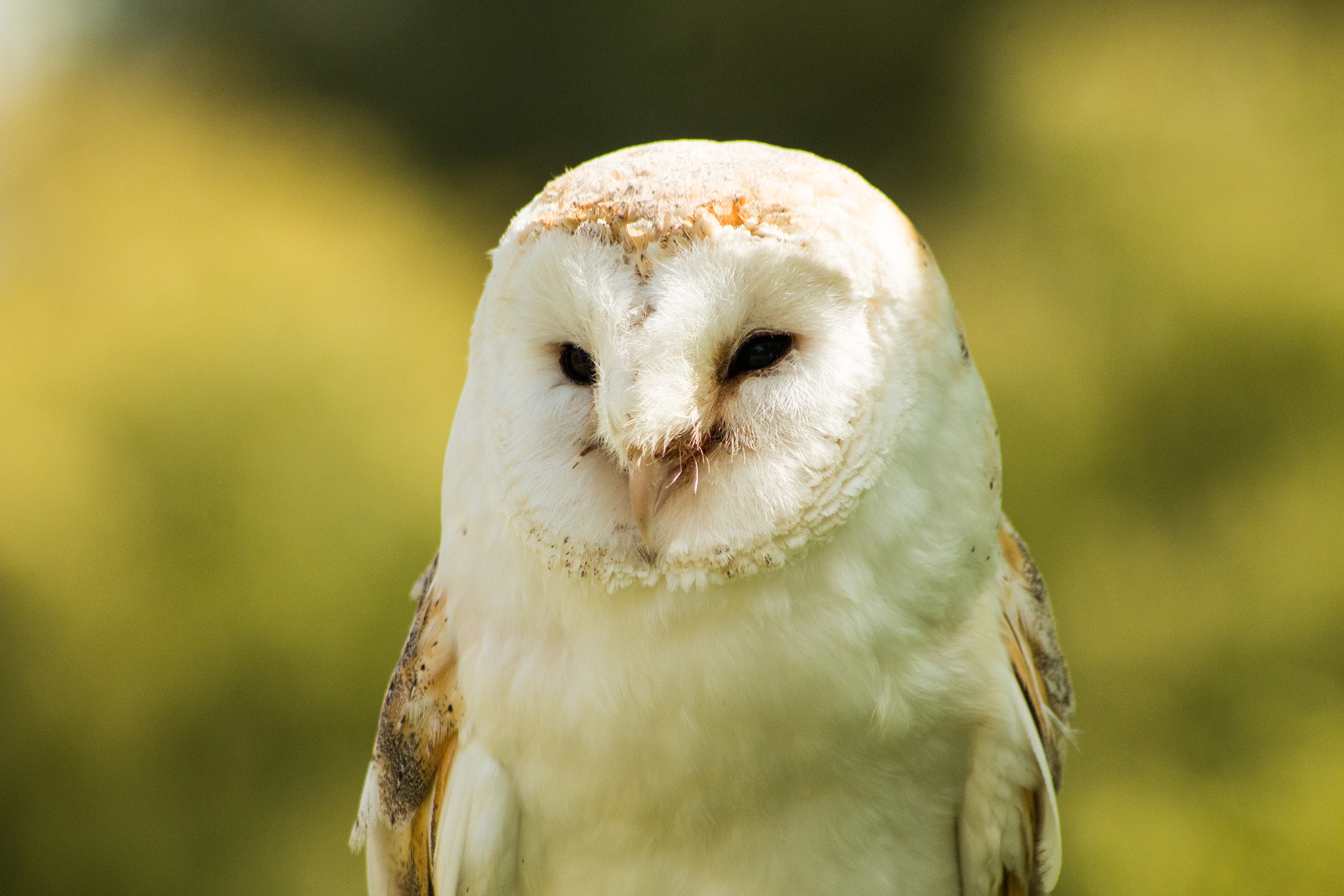Sigma 70-300mm F4-5.6 APO DG Macro sample photo. Barn owl photography
