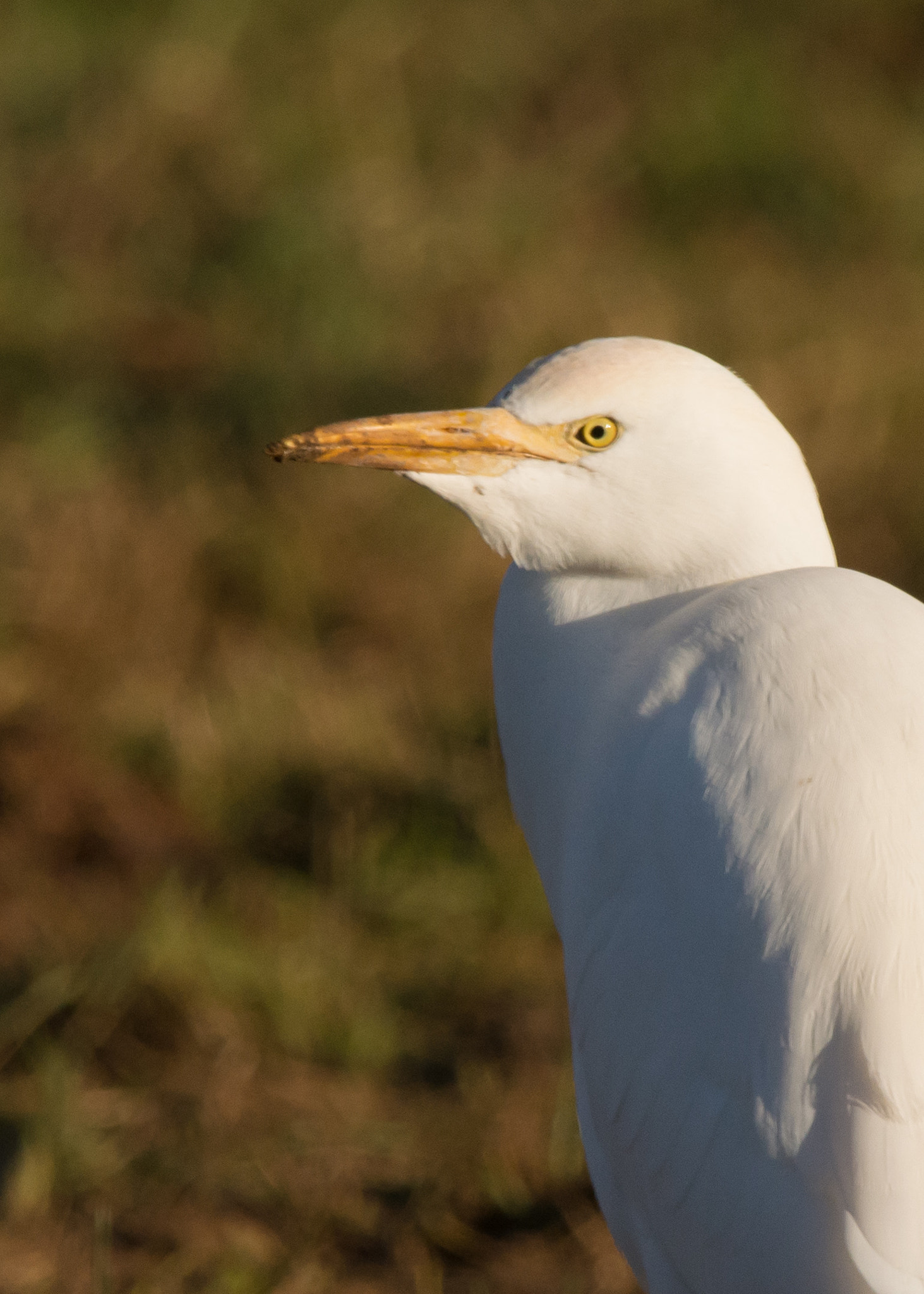 Sigma 150-600mm F5-6.3 DG OS HSM | C sample photo. Cattle egret photography