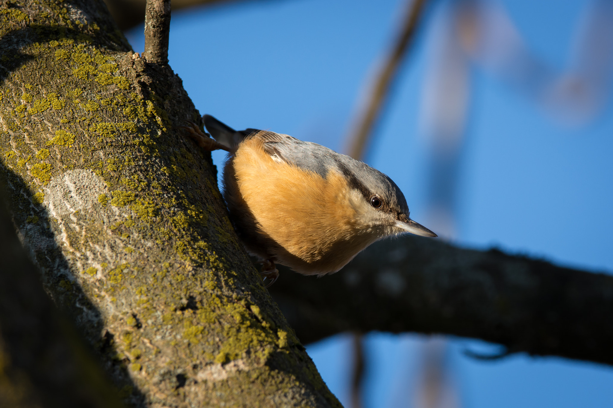 Sigma 150-600mm F5-6.3 DG OS HSM | C sample photo. Nuthatch photography
