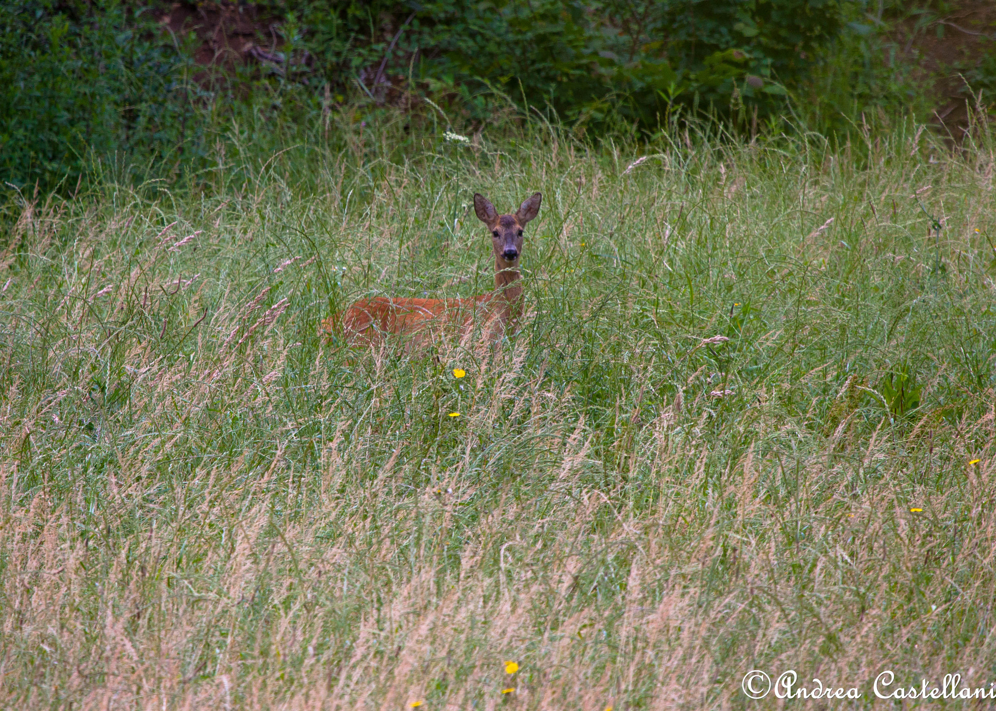 Canon EOS 500D (EOS Rebel T1i / EOS Kiss X3) sample photo. Roe deer - capriolo photography