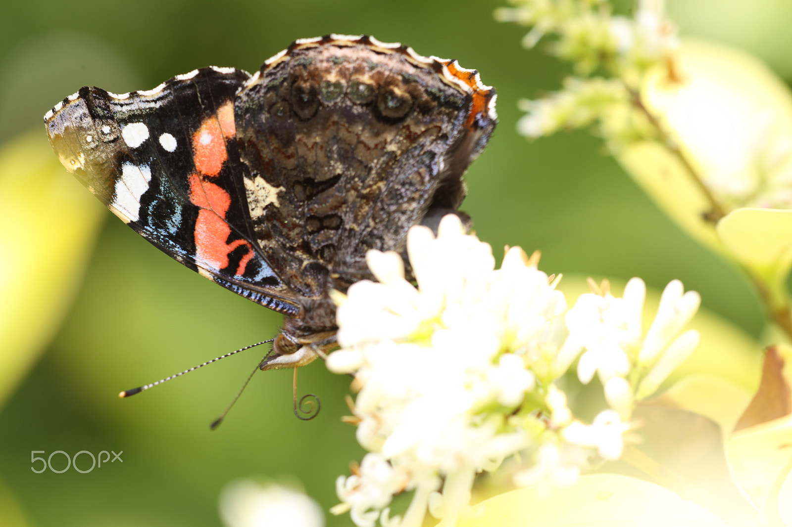 Sigma APO Macro 180mm F2.8 EX DG OS HSM sample photo. Small tortoiseshell or  aglais urticae photography