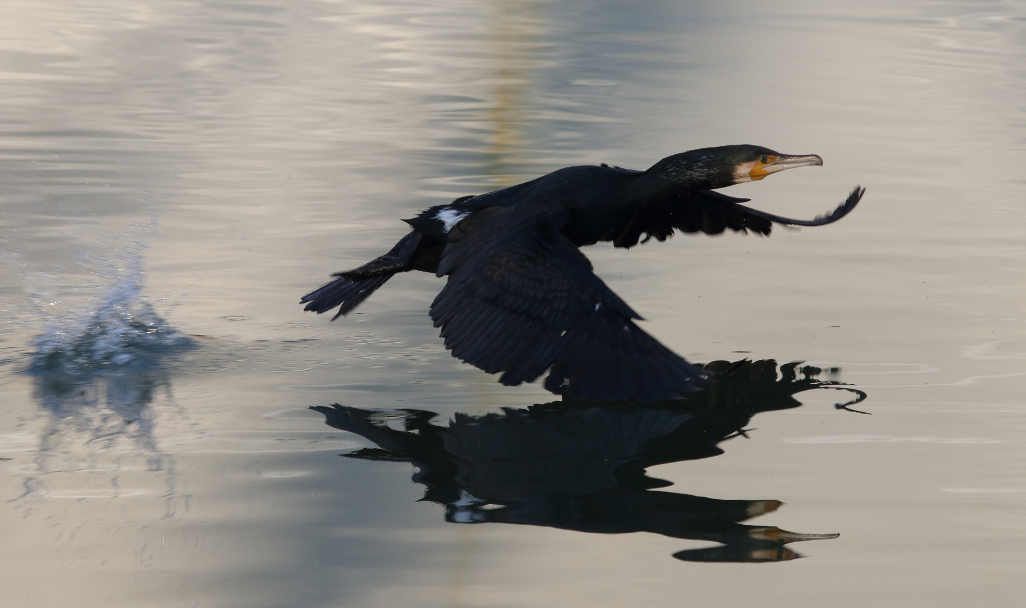 Canon EF 100-400mm F4.5-5.6L IS USM sample photo. Jumping to fly photography