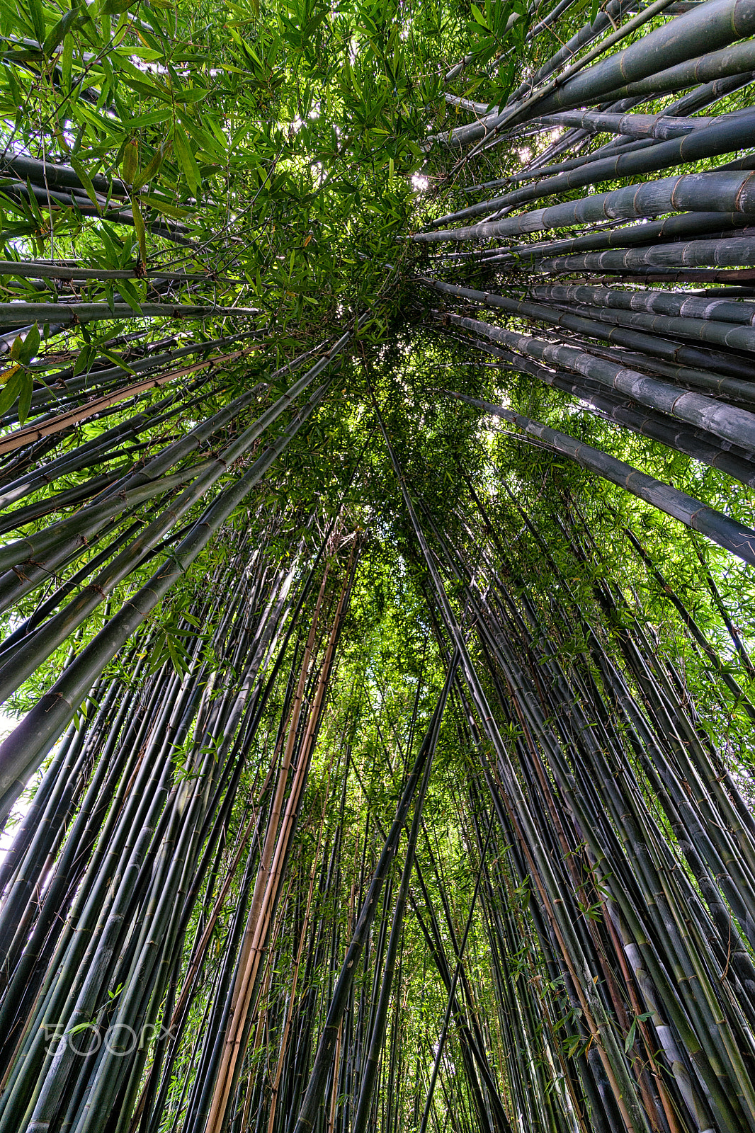 Sony a7 II + Voigtlander SUPER WIDE-HELIAR 15mm F4.5 III sample photo. Sheltered photography