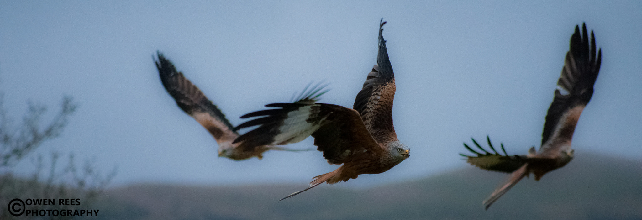 Sigma 70-300mm F4-5.6 APO DG Macro sample photo. Kite feeding station photography