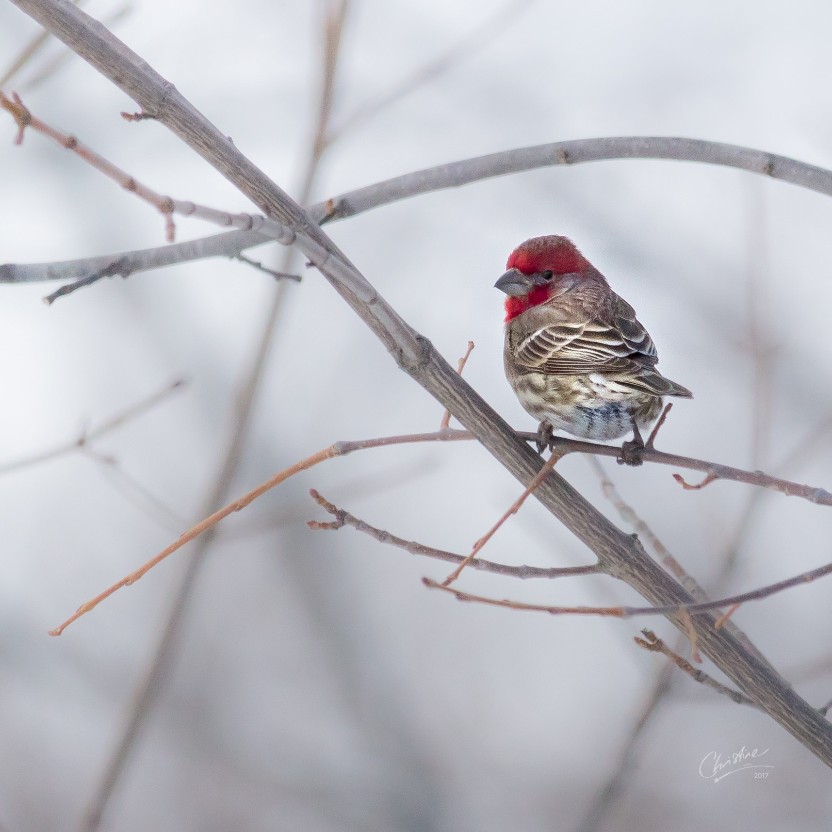 Canon EF-S 55-250mm F4-5.6 IS STM sample photo. Silvery red photography