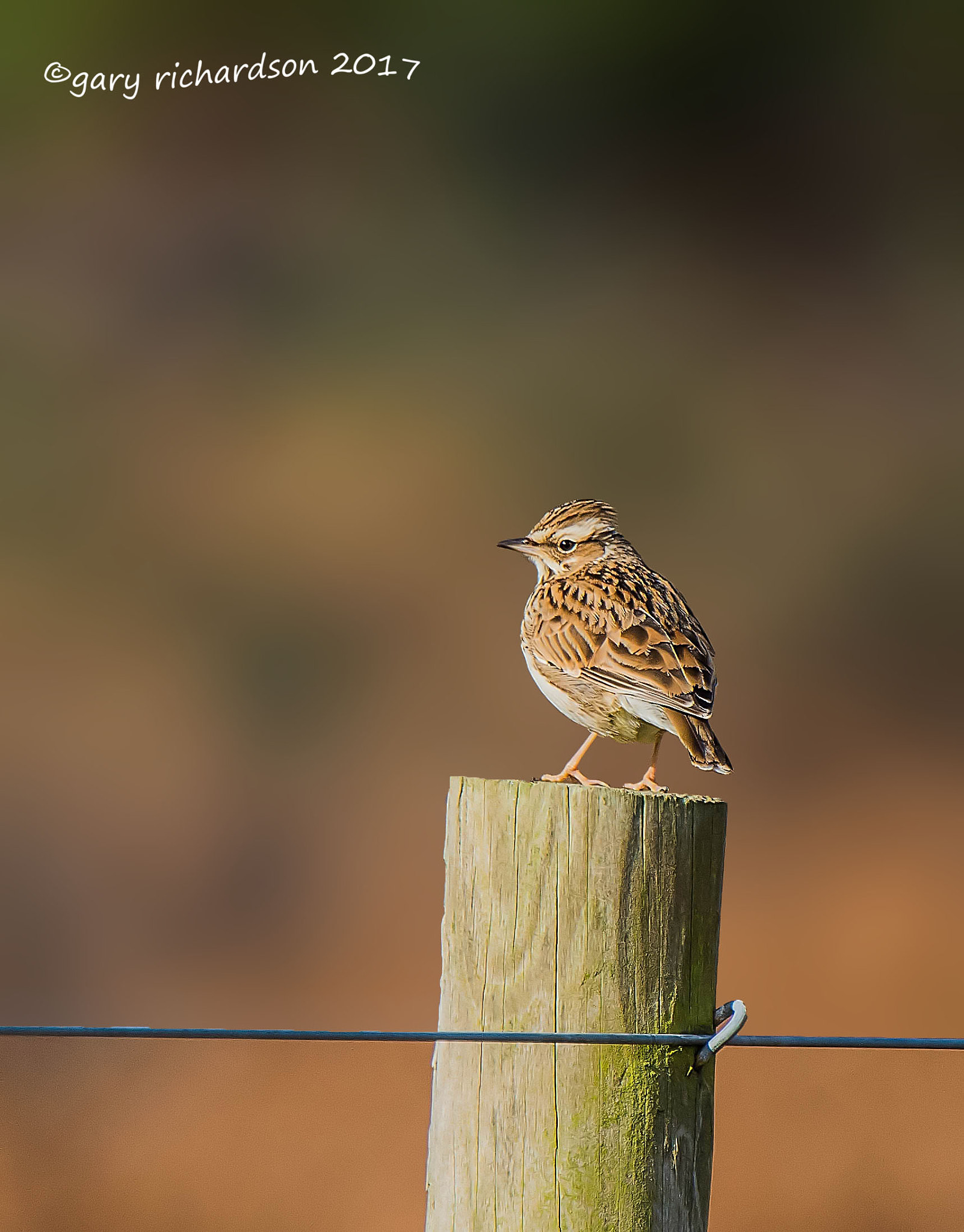 Nikon D810 + Nikon AF-S Nikkor 500mm F4G ED VR sample photo. Woodlark photography