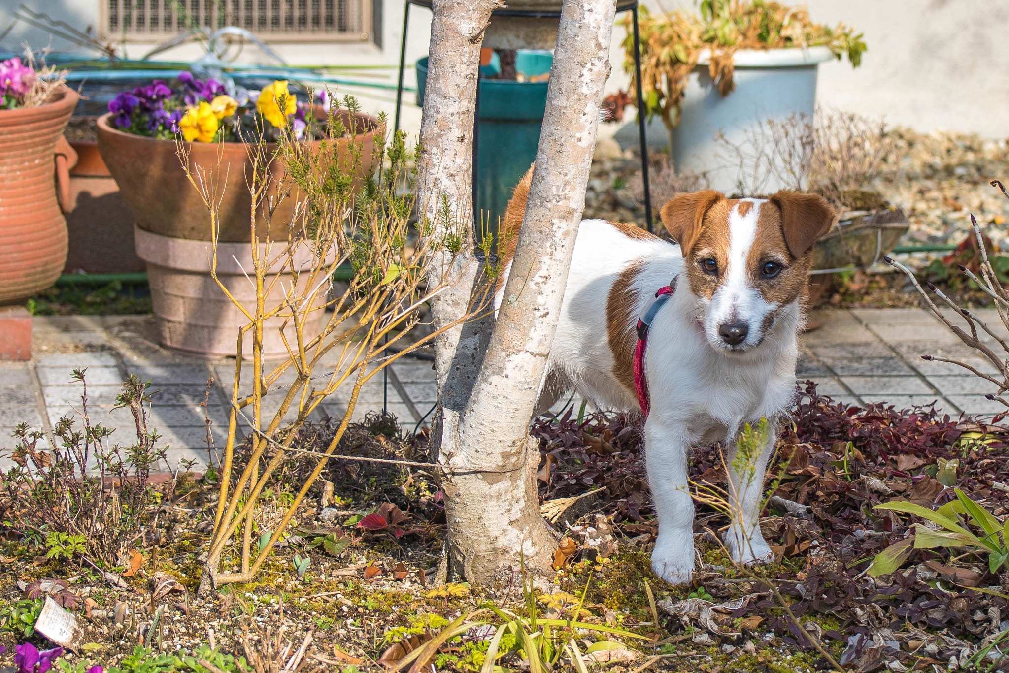 Nikon D810 sample photo. Shy dog photography