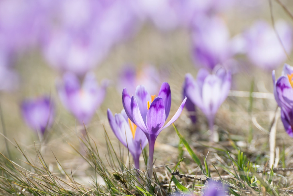 Spring crocus flowers by Roksana Bashyrova on 500px.com