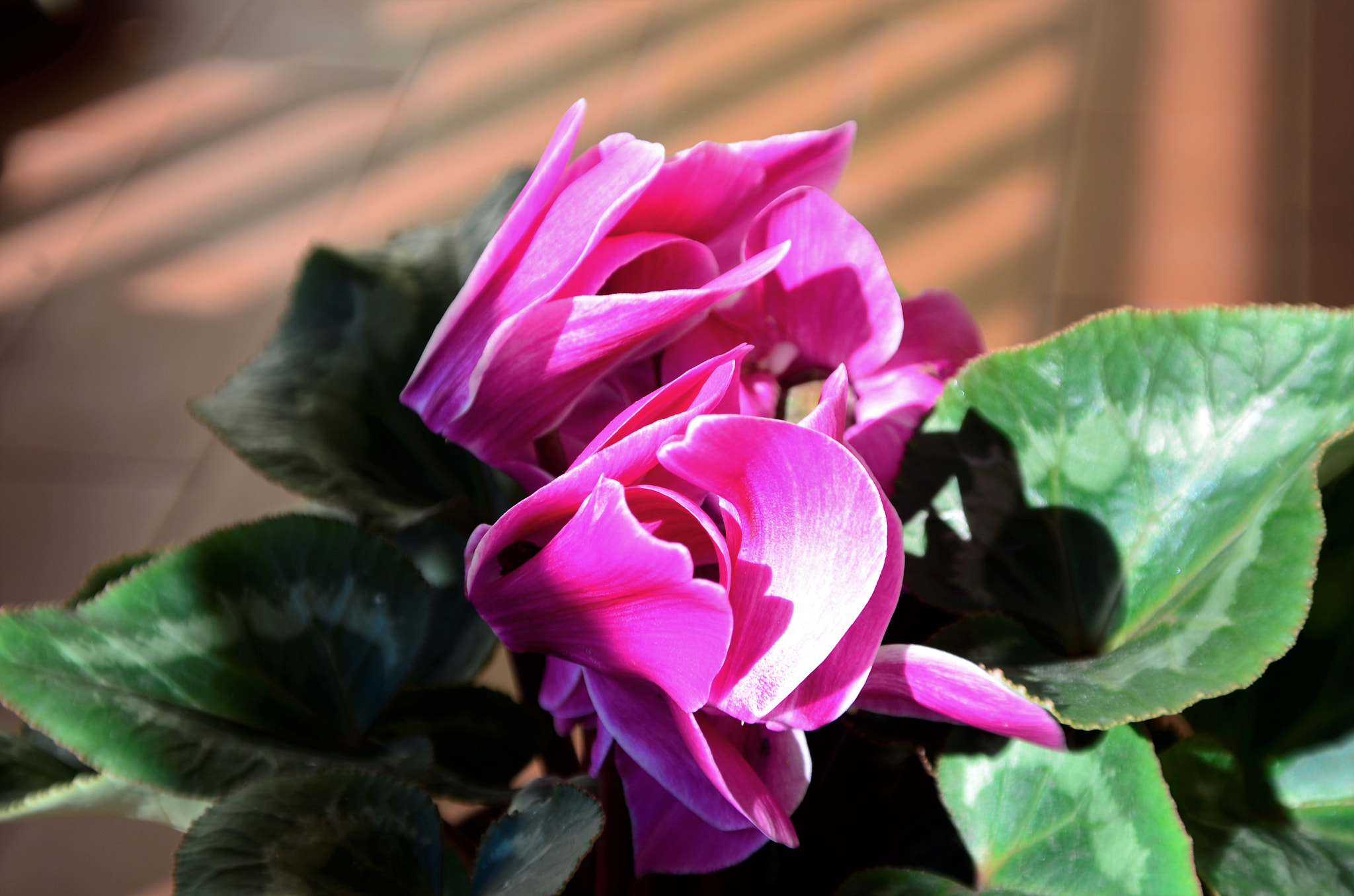 Manual Lens No CPU sample photo. Primavera photography
