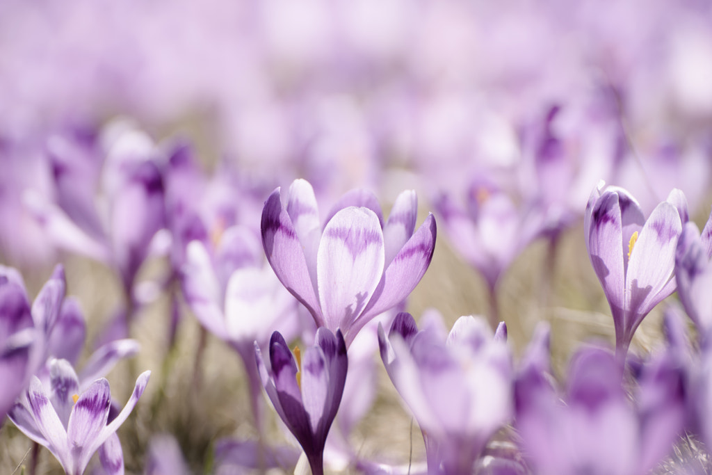 Spring crocus flowers by Roksana Bashyrova on 500px.com