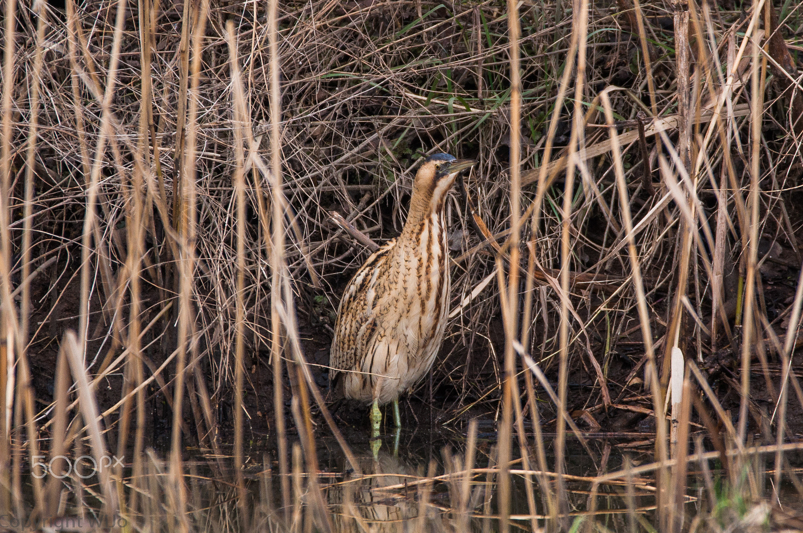 Sigma 150-600mm F5-6.3 DG OS HSM | C sample photo. Bittern / roerdomp photography