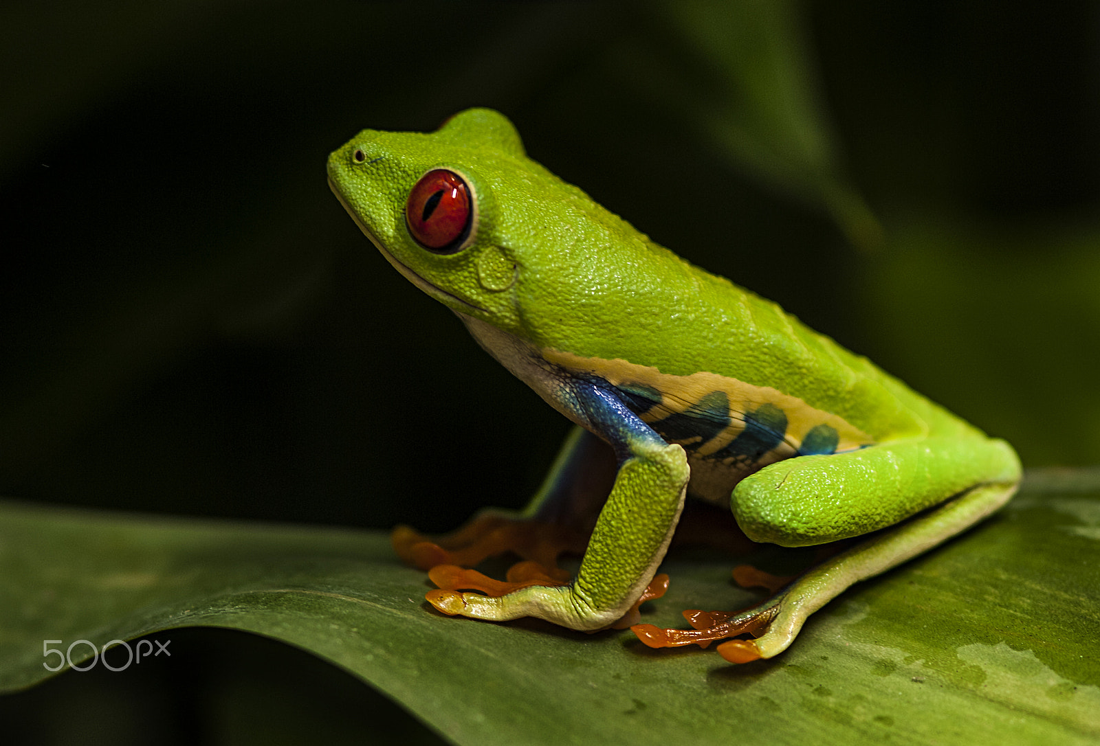 Nikon D2X + Nikon AF-S Micro-Nikkor 105mm F2.8G IF-ED VR sample photo. Red- eyed tree frog costa rica 9 photography