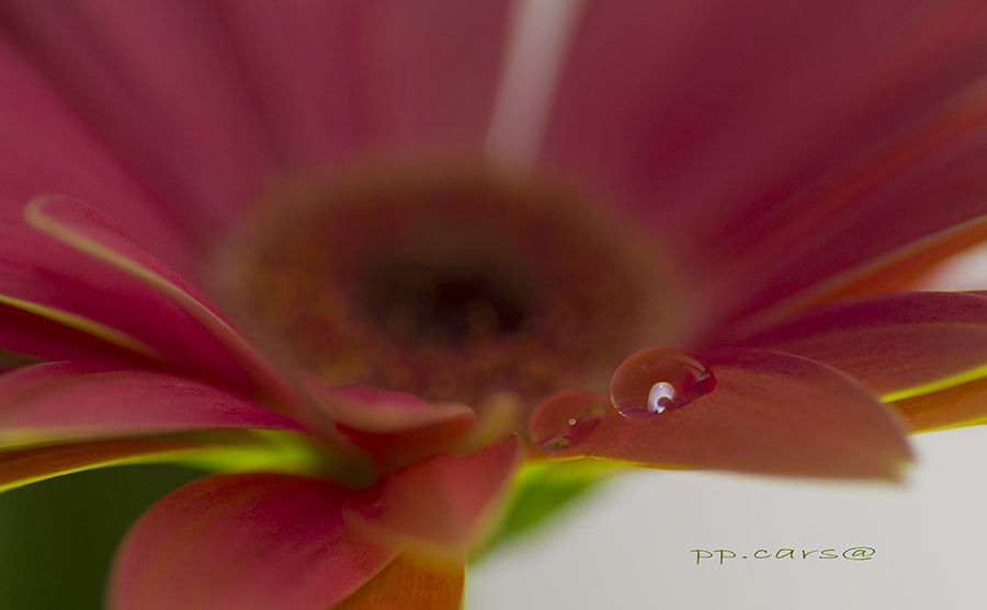 Tamron SP AF 90mm F2.8 Di Macro sample photo. Flowers photography