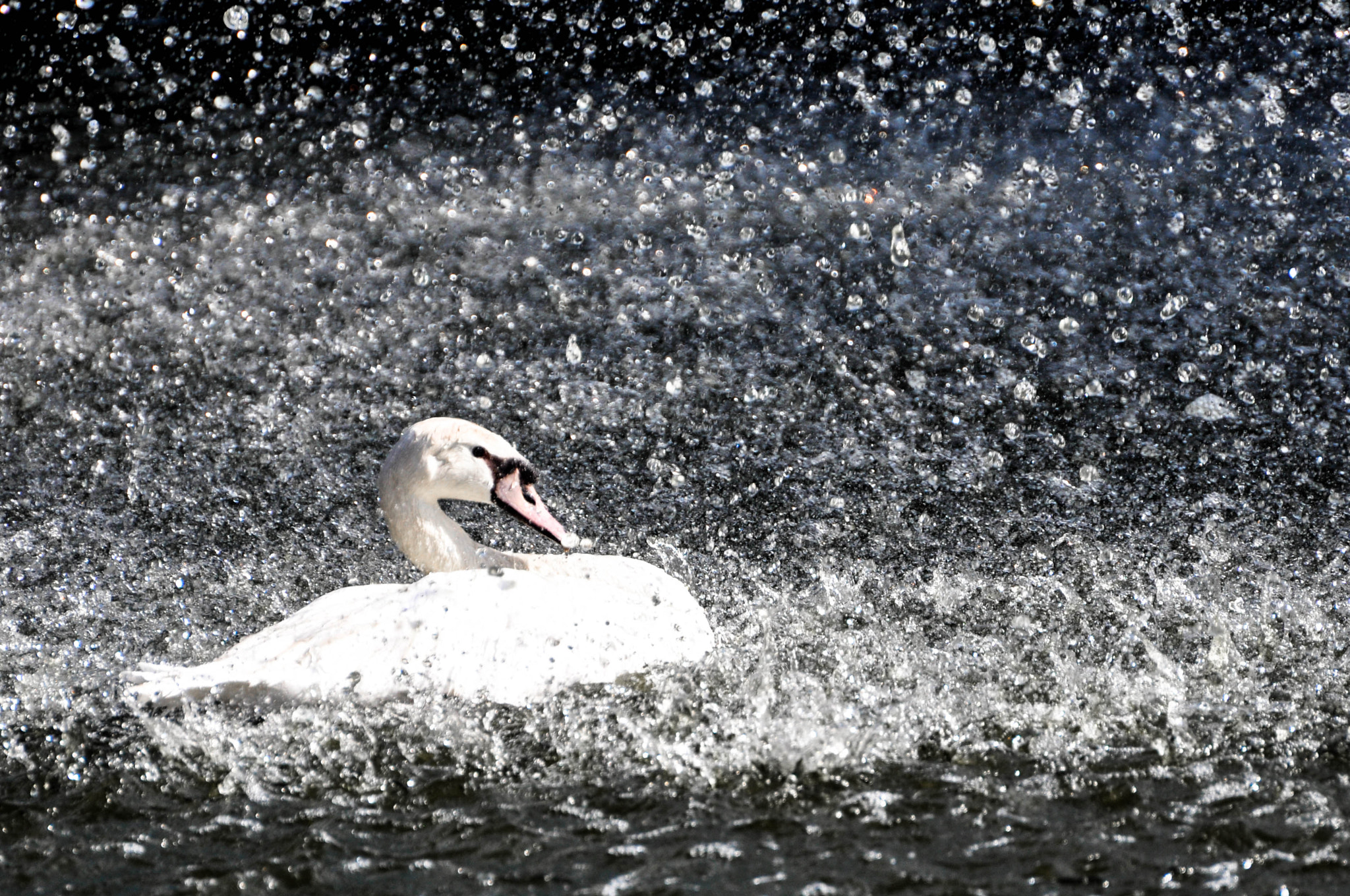 Nikon D5000 sample photo. Swan in the water photography