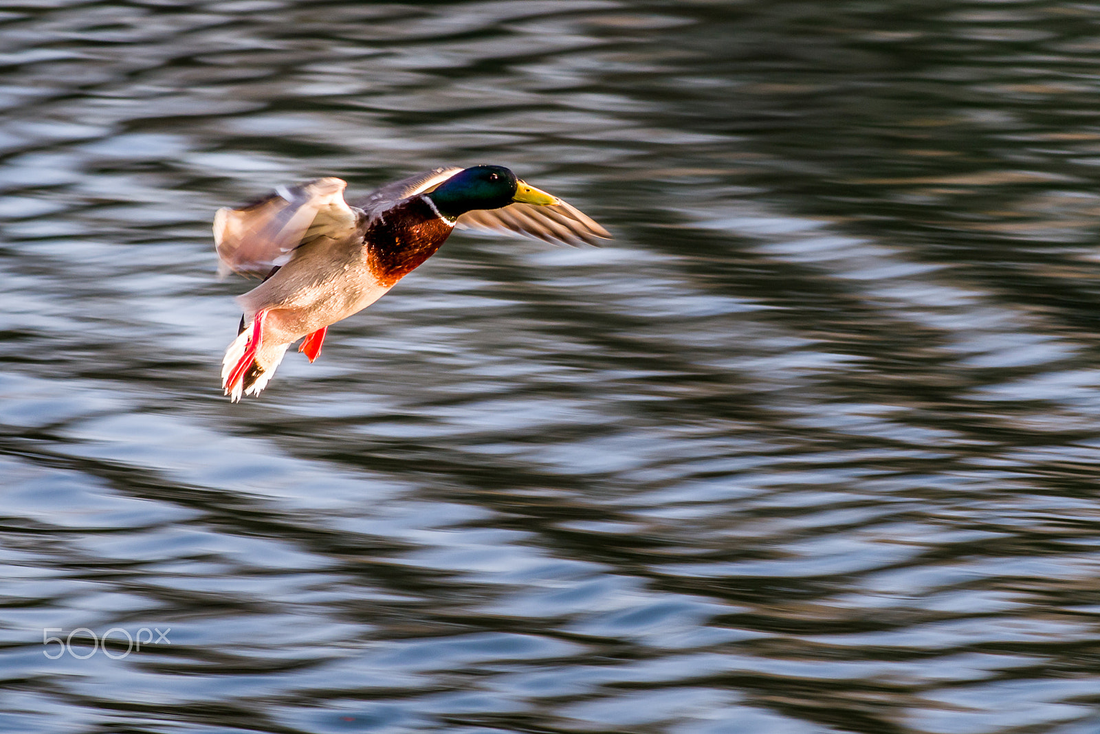 Pentax smc DA* 200mm F2.8 ED (IF) SDM sample photo. Mallard in flight photography