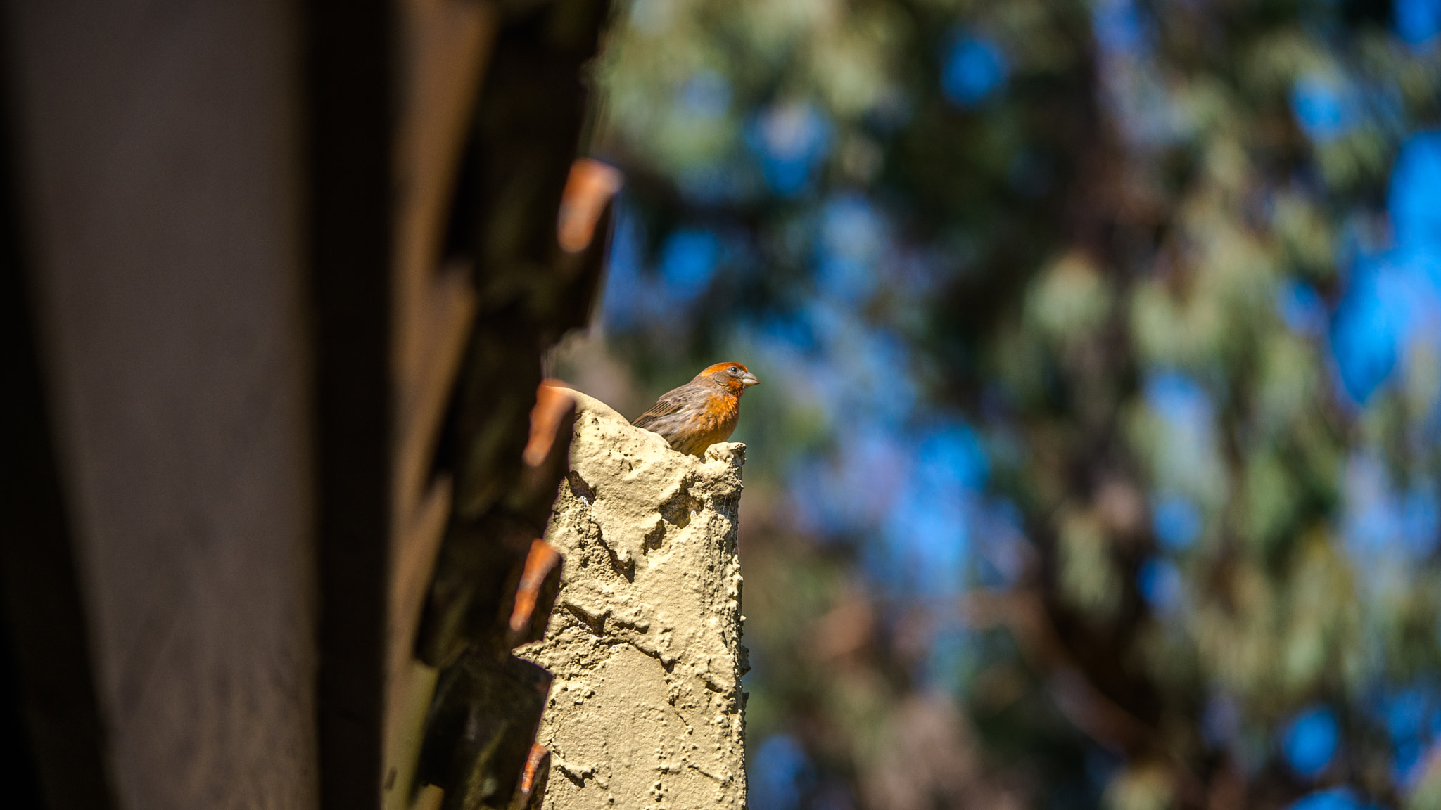 Sigma 150-500mm F5-6.3 DG OS HSM sample photo. 150mm bird shot photography